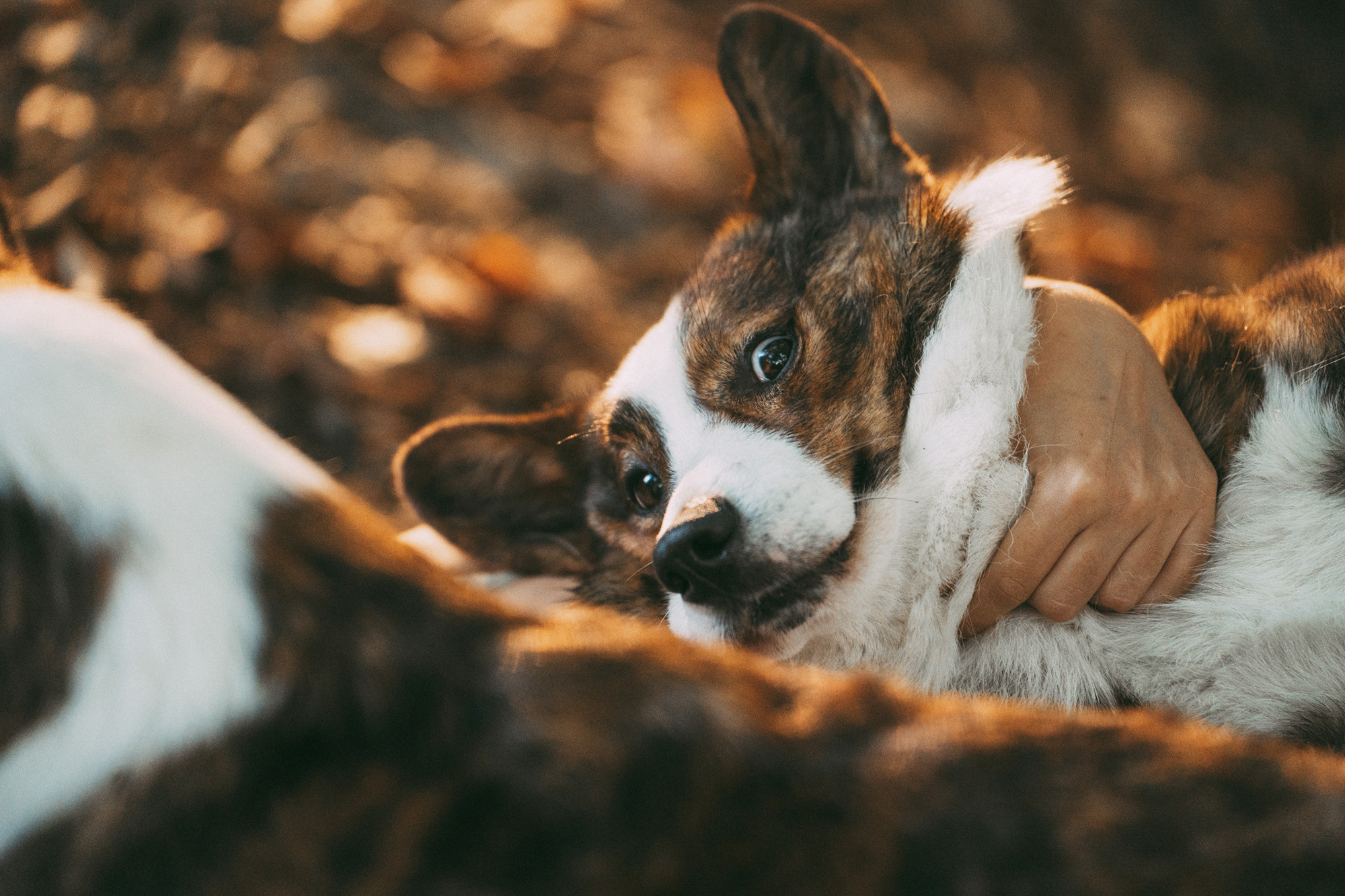 Влада и Коржики. Фотограф анималист в Москве и Санкт-Петербурге Свиридова Анна