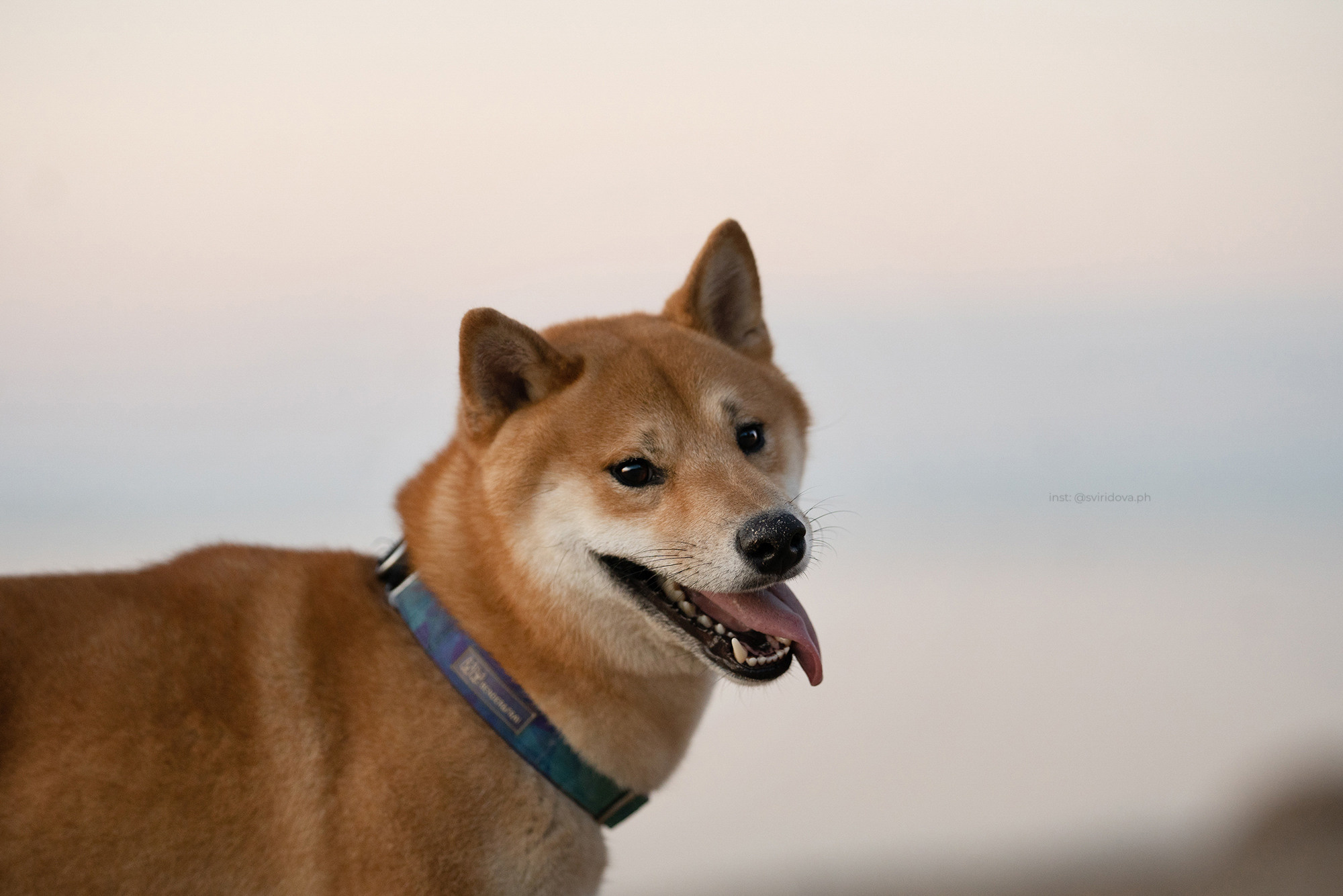 Даша, Сергей и Френки. Фотограф анималист в Москве и Санкт-Петербурге Свиридова Анна