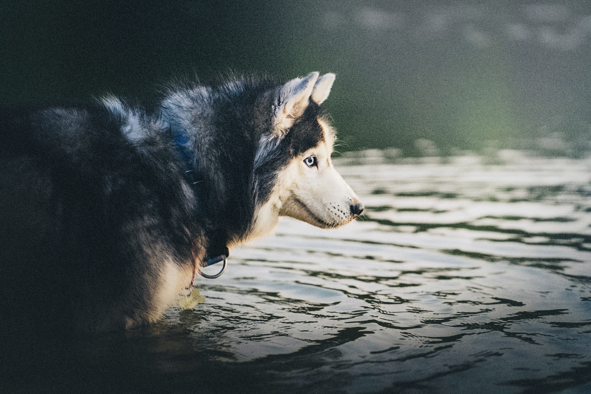 Аня, Игорь, Аусь и Хась. Фотограф анималист в Москве и Санкт-Петербурге Свиридова Анна