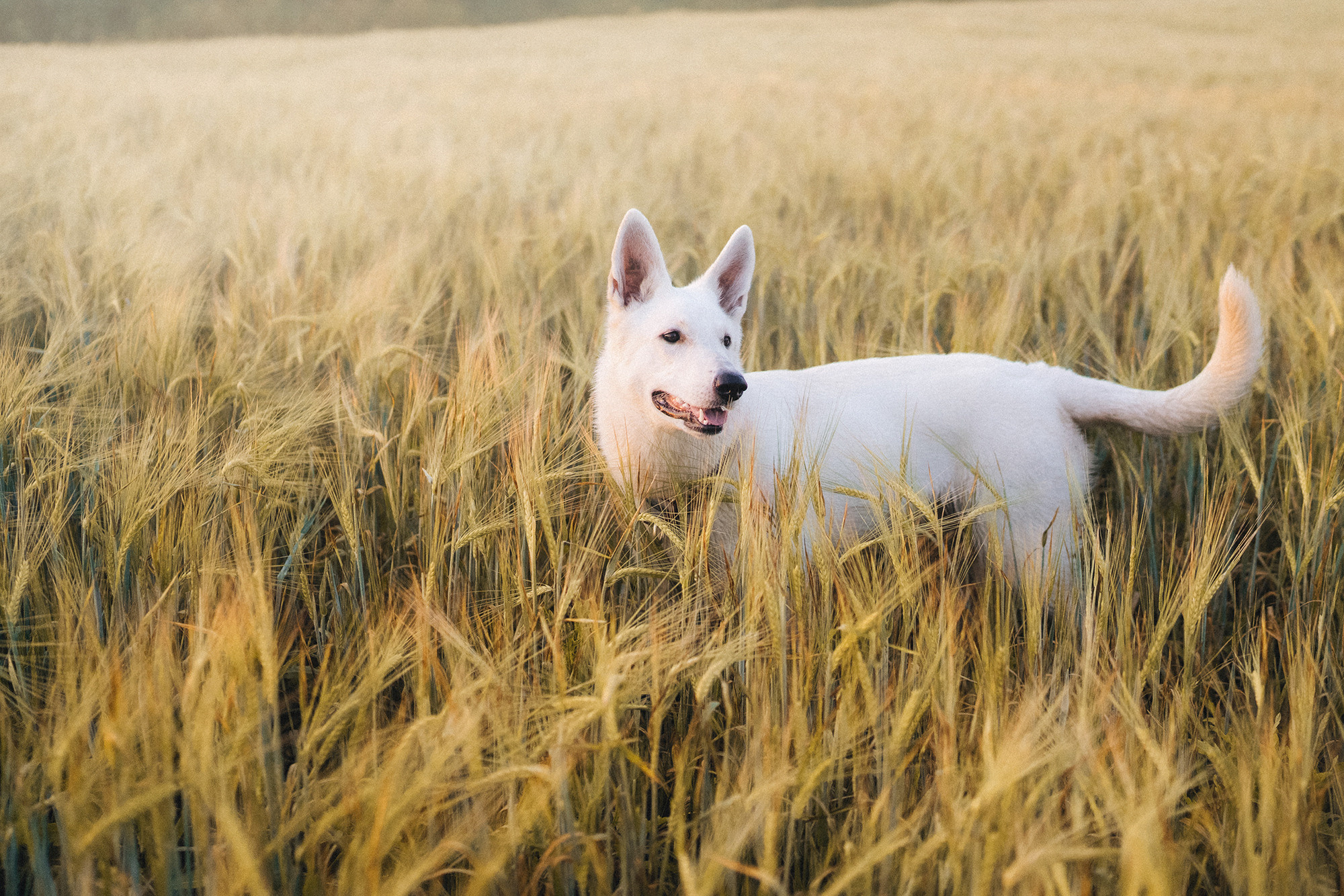 Лиза и Юста. Фотограф анималист в Москве и Санкт-Петербурге Свиридова Анна