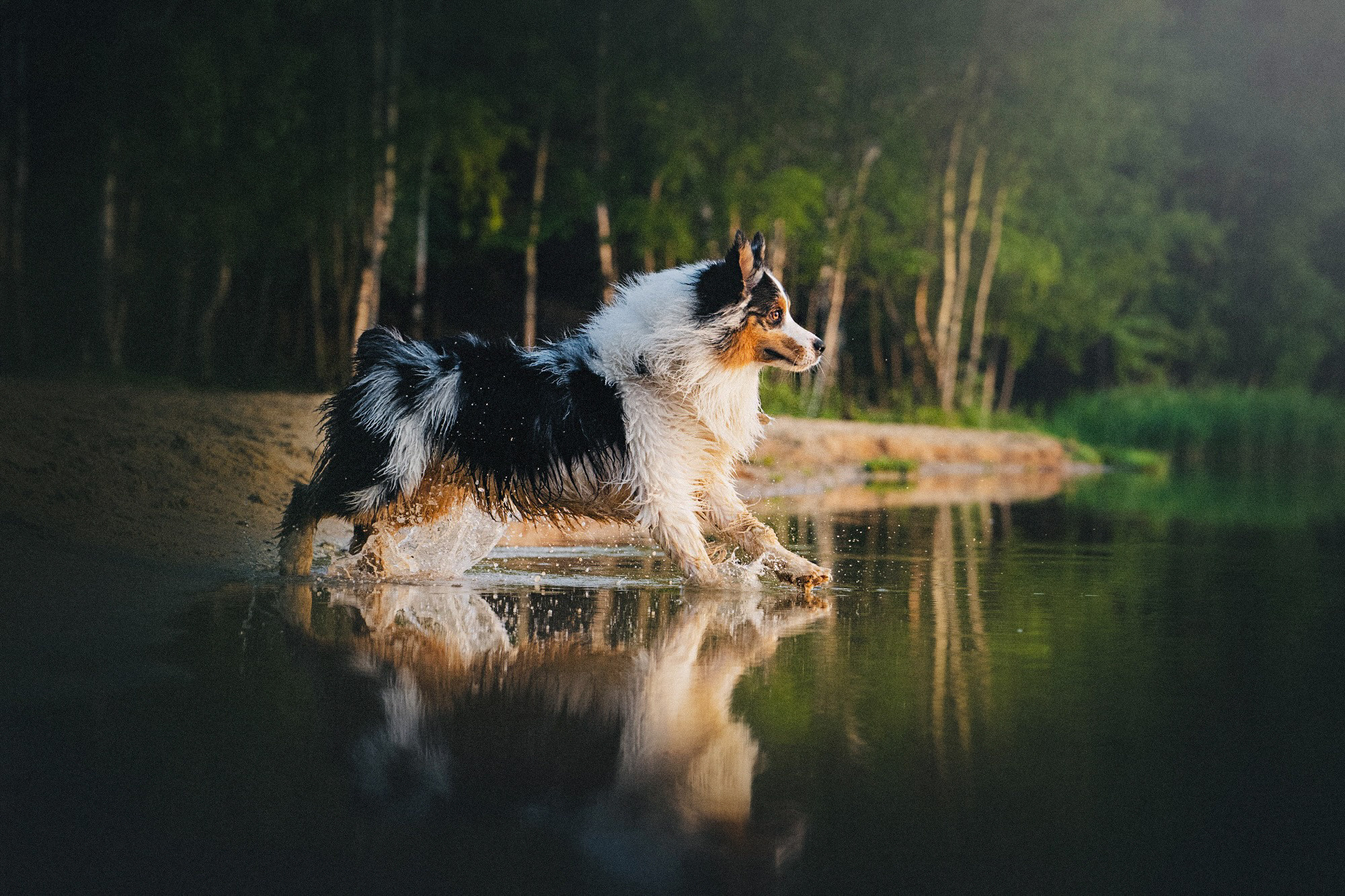 Аня, Игорь, Аусь и Хась. Фотограф анималист в Москве и Санкт-Петербурге Свиридова Анна