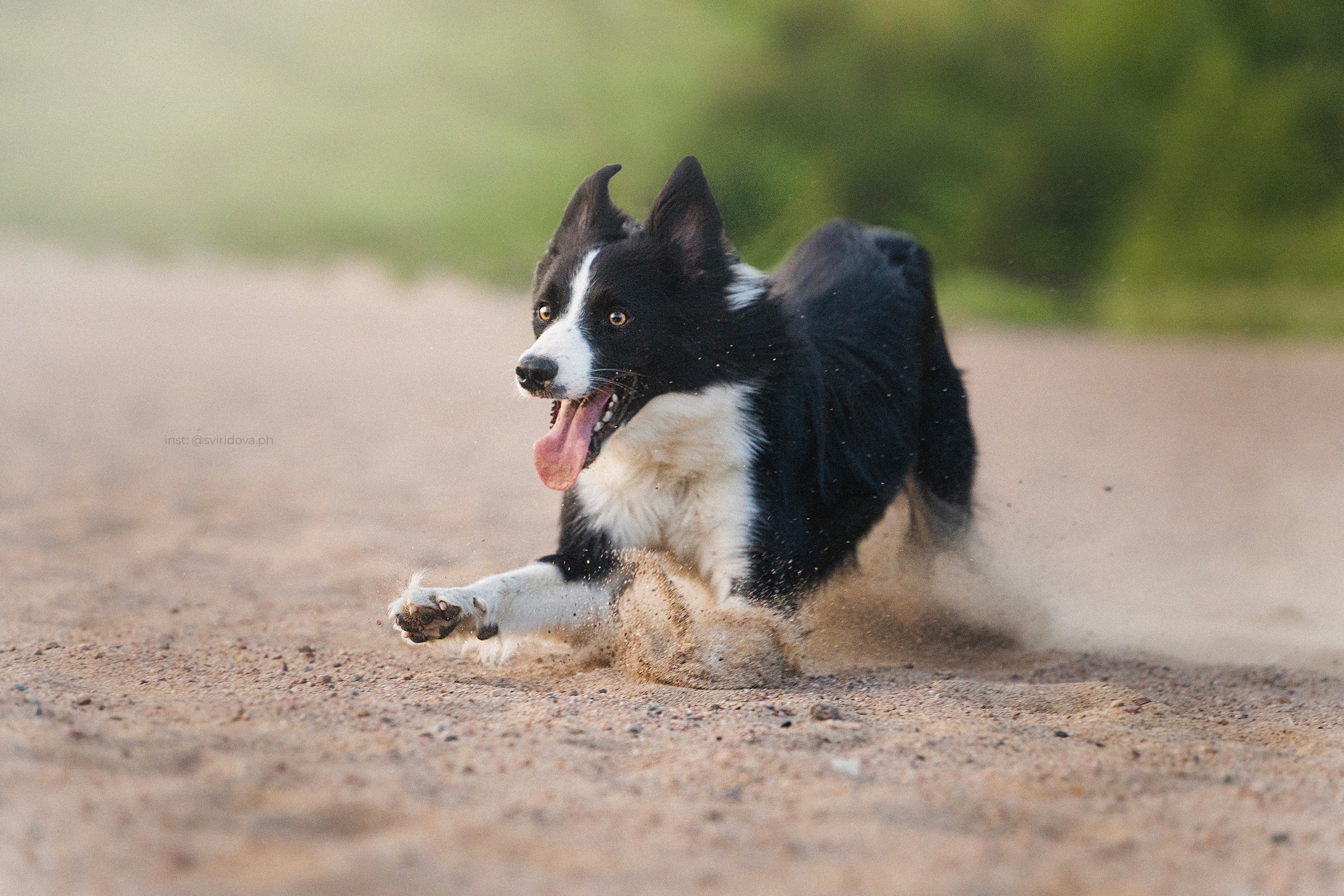 Янки, Румпель, Лось, Токи, Мако. Фотограф анималист в Москве и Санкт-Петербурге Свиридова Анна