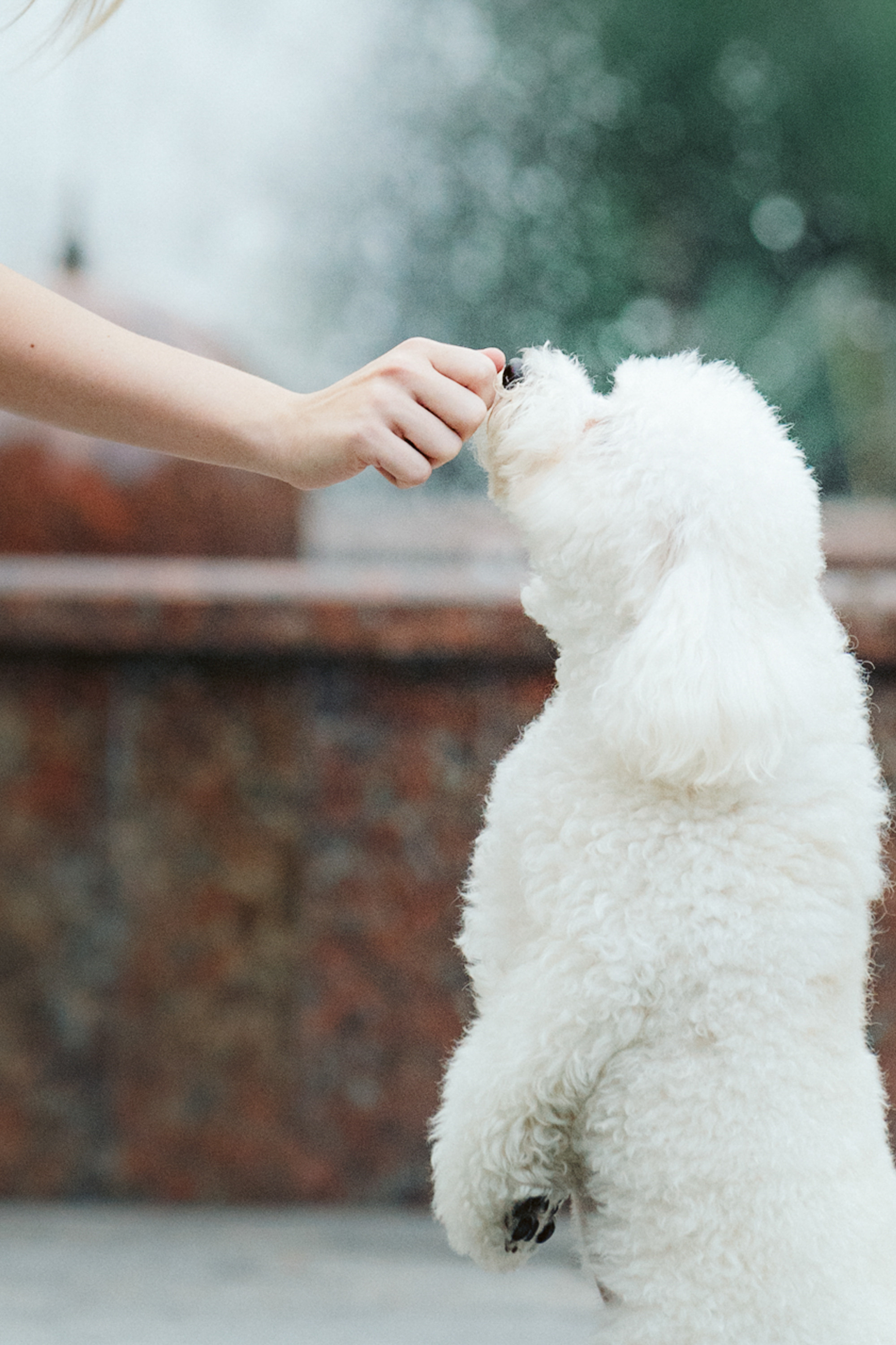Ангелина и Варежка. Фотограф анималист в Москве и Санкт-Петербурге Свиридова Анна