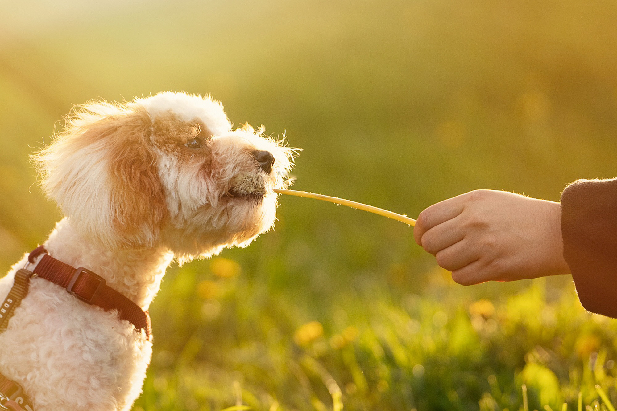 Амина, Андрей и Умка. Фотограф анималист в Москве и Санкт-Петербурге Свиридова Анна