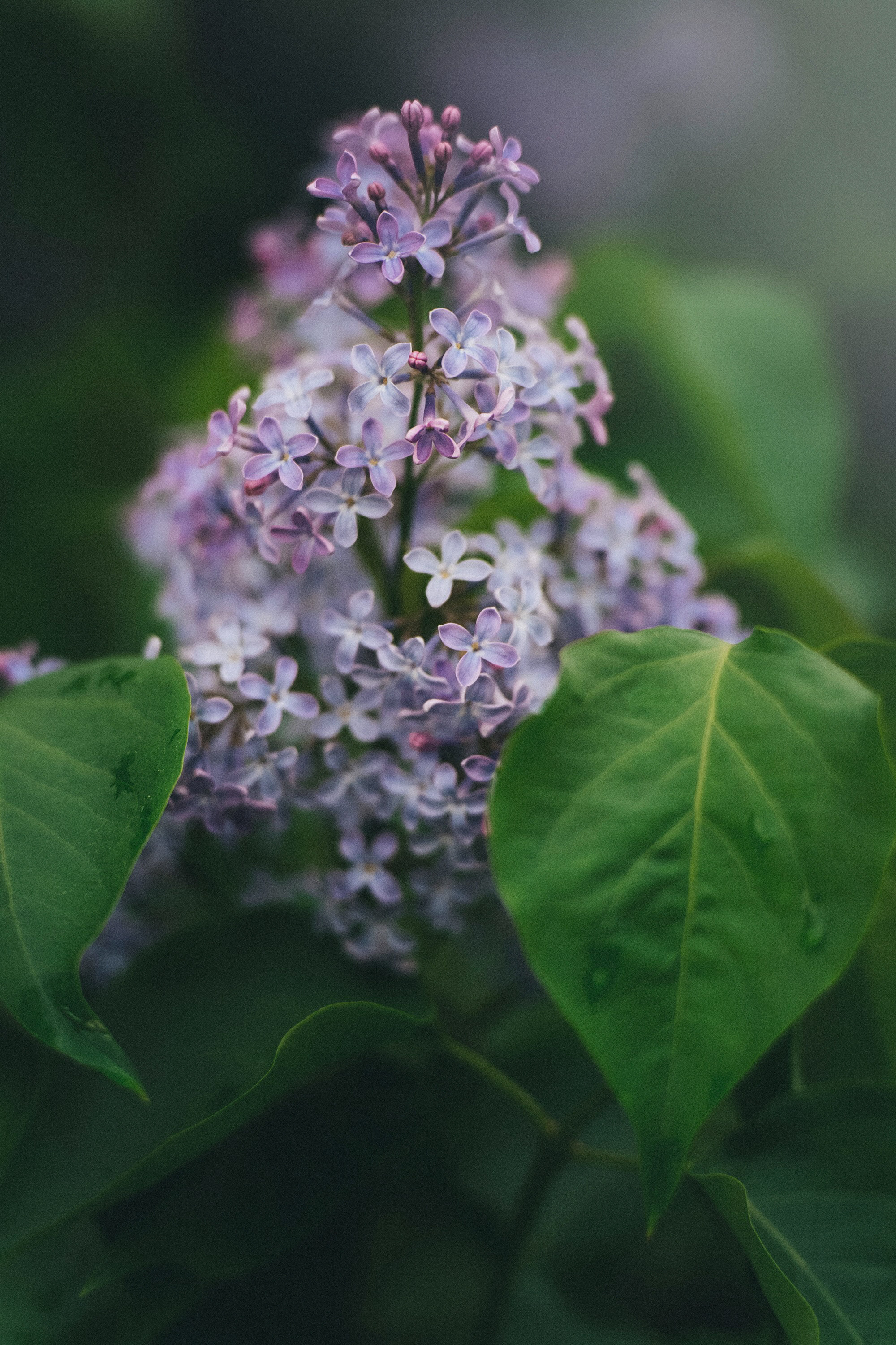 Полина, Борис, Луна и Эль. Фотограф анималист в Москве и Санкт-Петербурге Свиридова Анна
