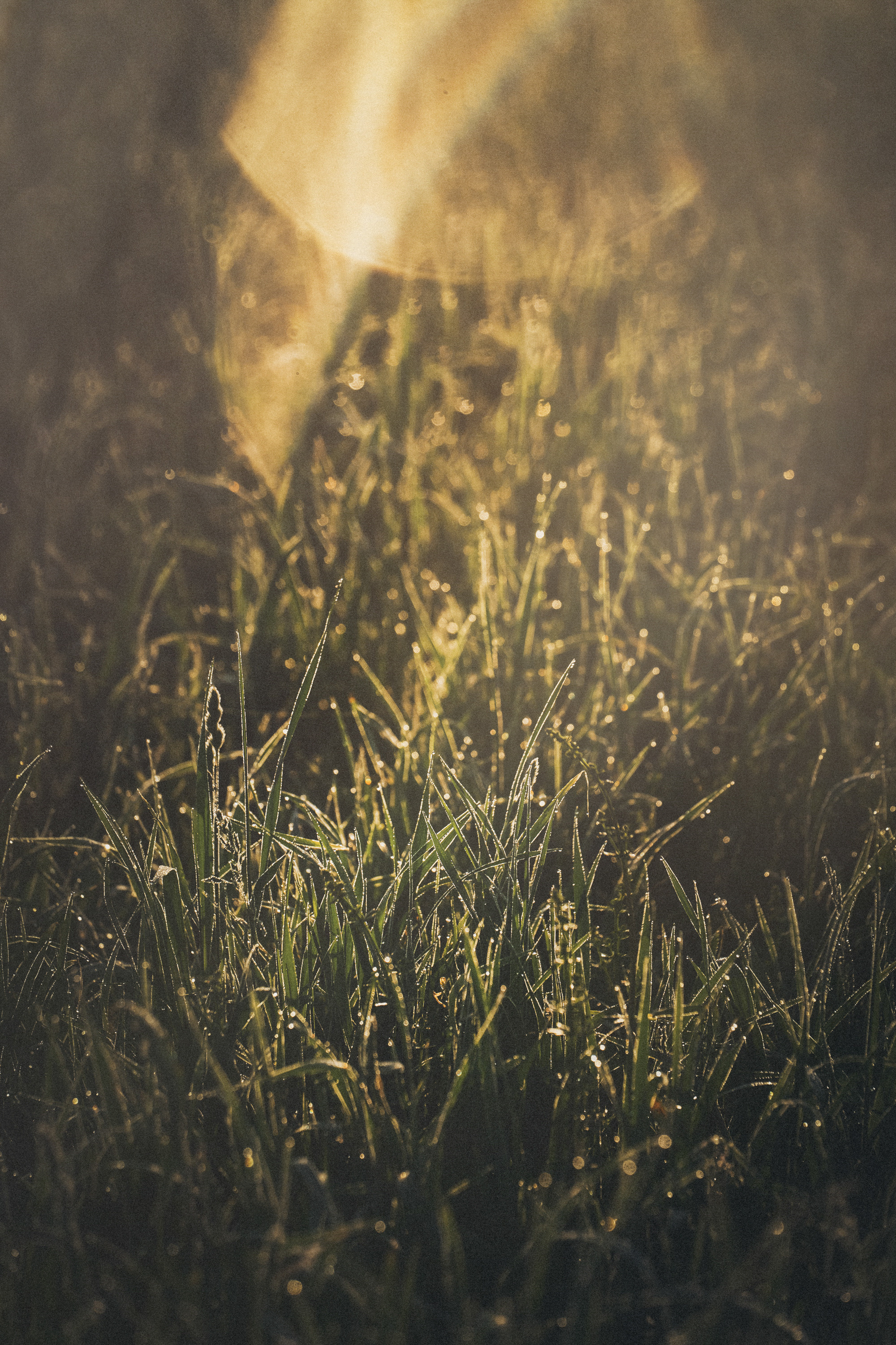 Софа, Уна и Лють. Фотограф анималист в Москве и Санкт-Петербурге Свиридова Анна