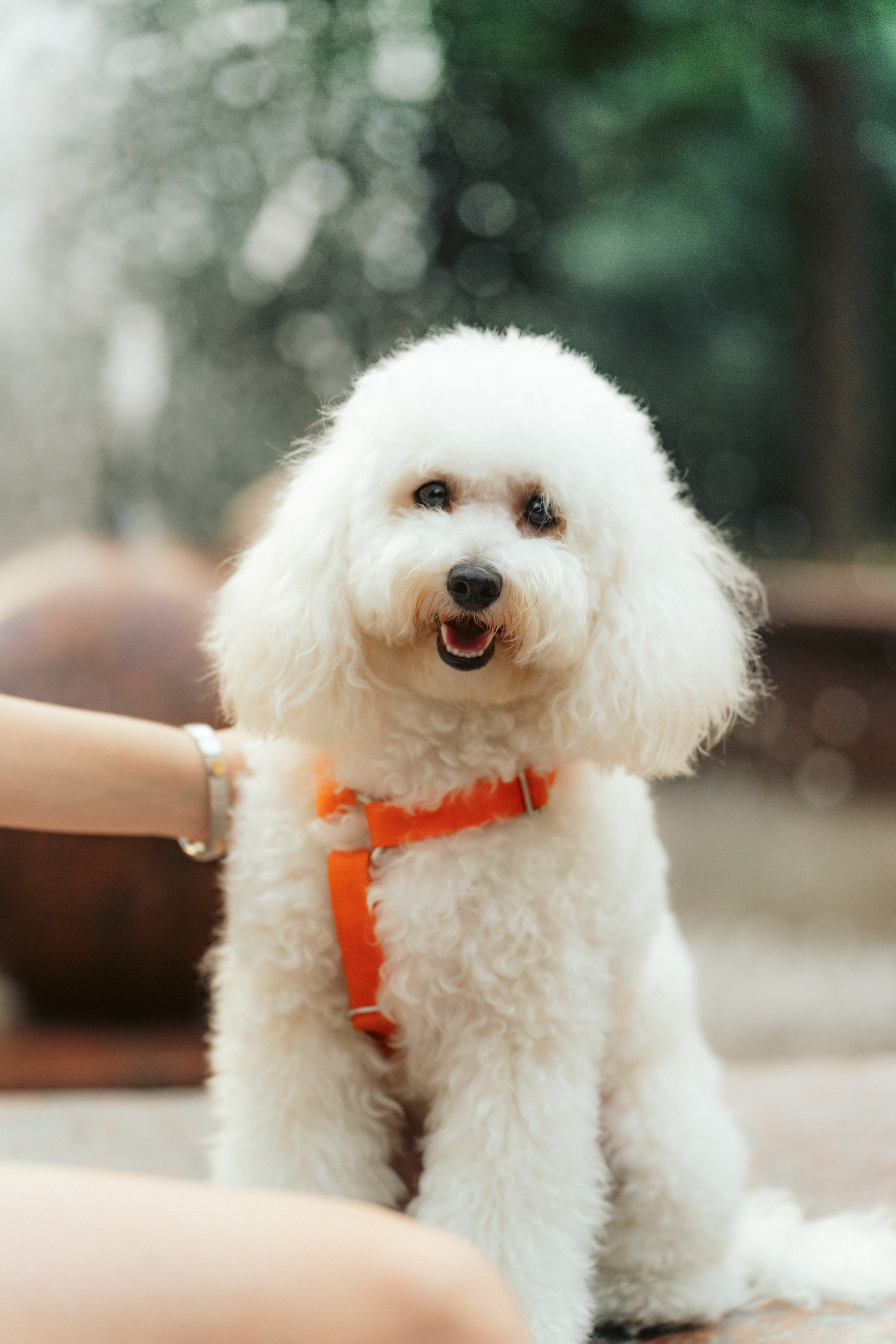 Ангелина и Варежка. Фотограф анималист в Москве и Санкт-Петербурге Свиридова Анна