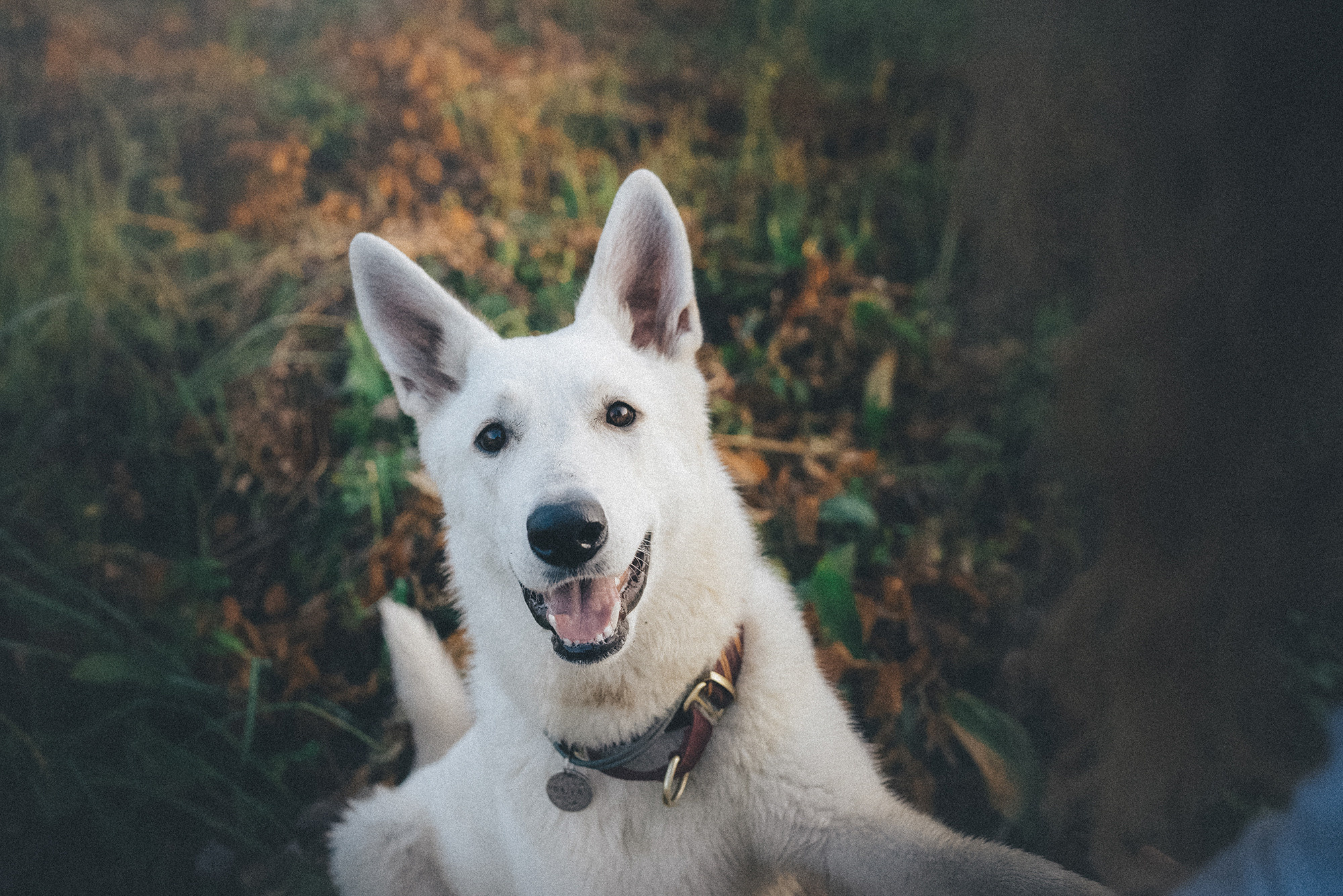 Лиза и Юста. Фотограф анималист в Москве и Санкт-Петербурге Свиридова Анна