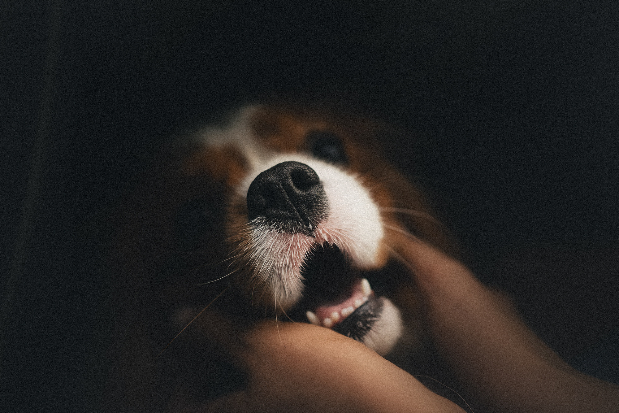 Таня и Лео. Фотограф анималист в Москве и Санкт-Петербурге Свиридова Анна