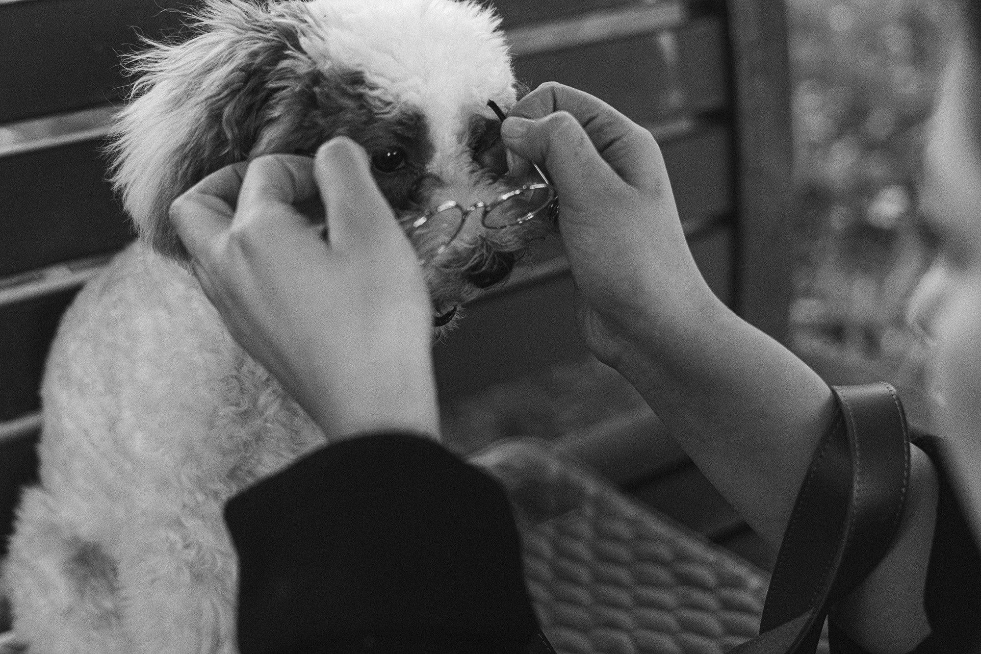 Амина, Андрей и Умка. Фотограф анималист в Москве и Санкт-Петербурге Свиридова Анна