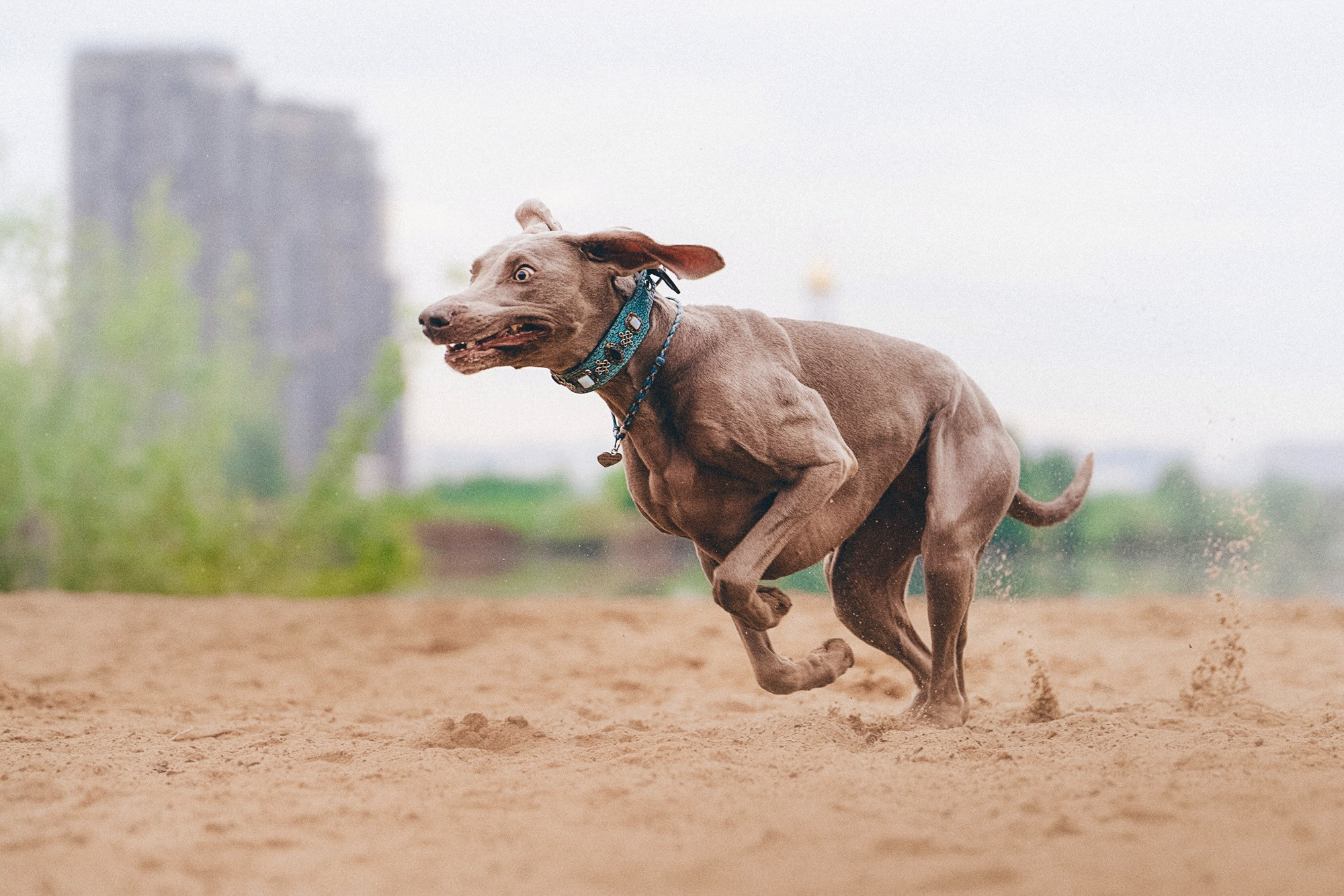 Полина, Борис, Луна и Эль. Фотограф анималист в Москве и Санкт-Петербурге Свиридова Анна