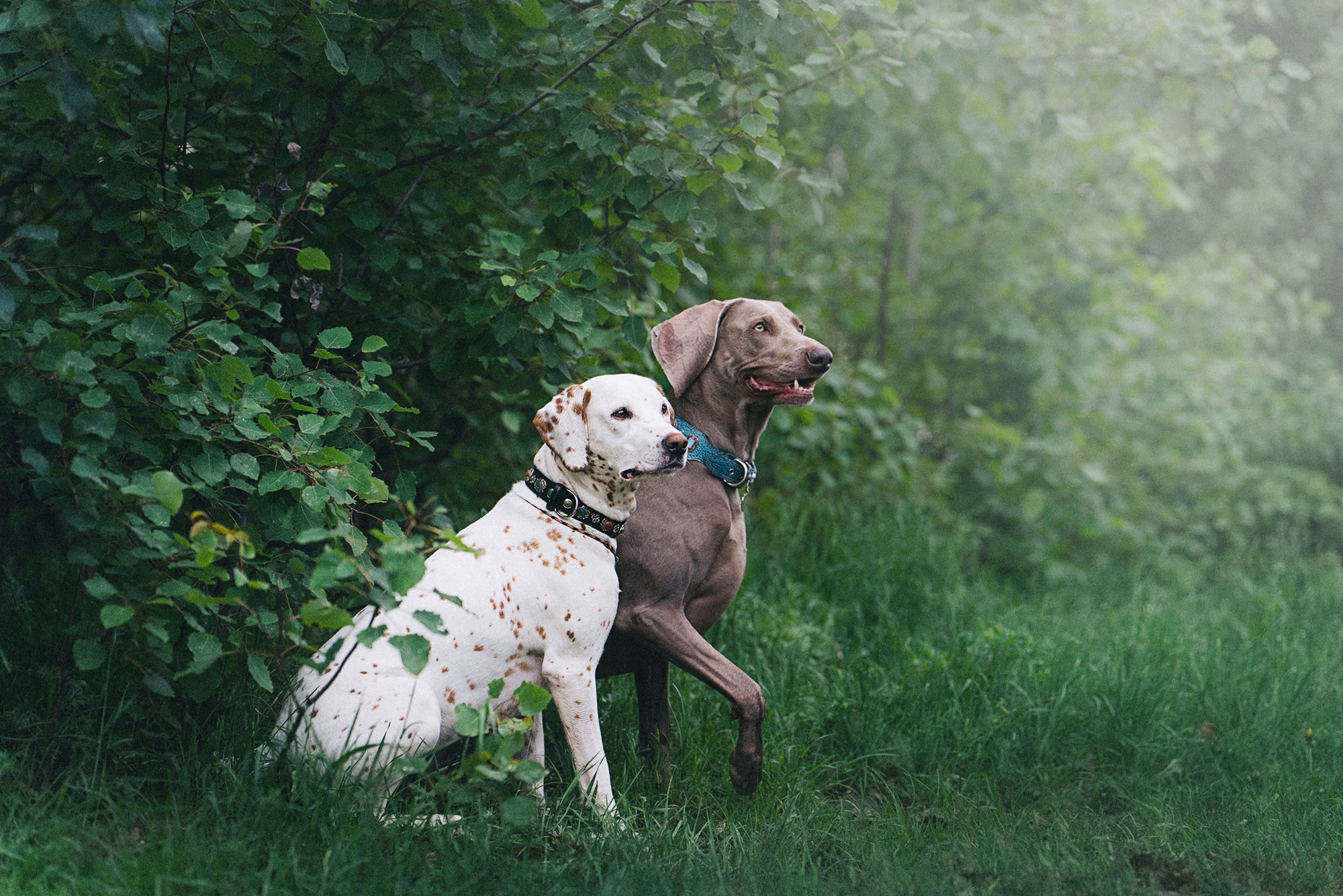 Полина, Борис, Луна и Эль. Фотограф анималист в Москве и Санкт-Петербурге Свиридова Анна