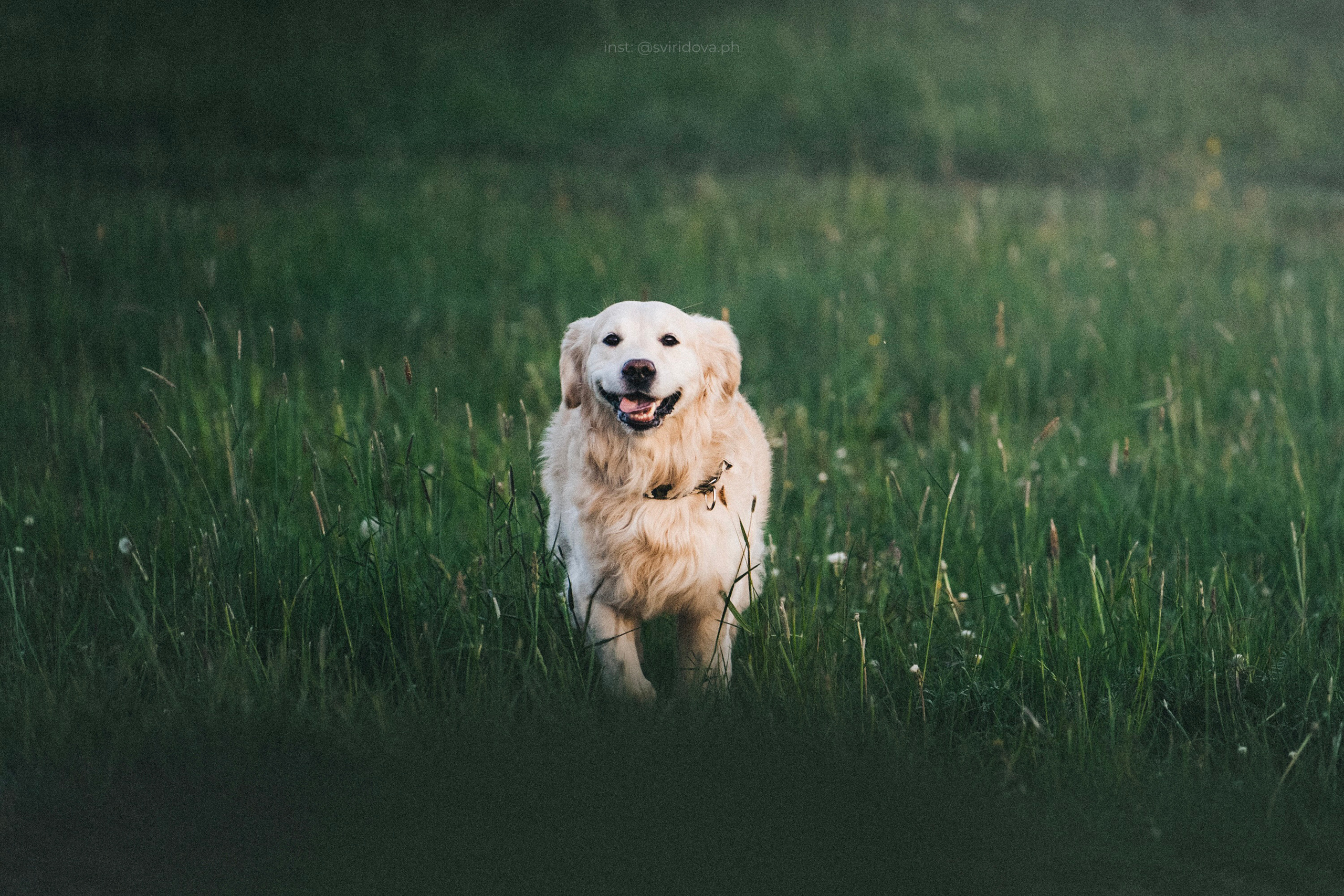 Настя и Арчи. Фотограф анималист в Москве и Санкт-Петербурге Свиридова Анна