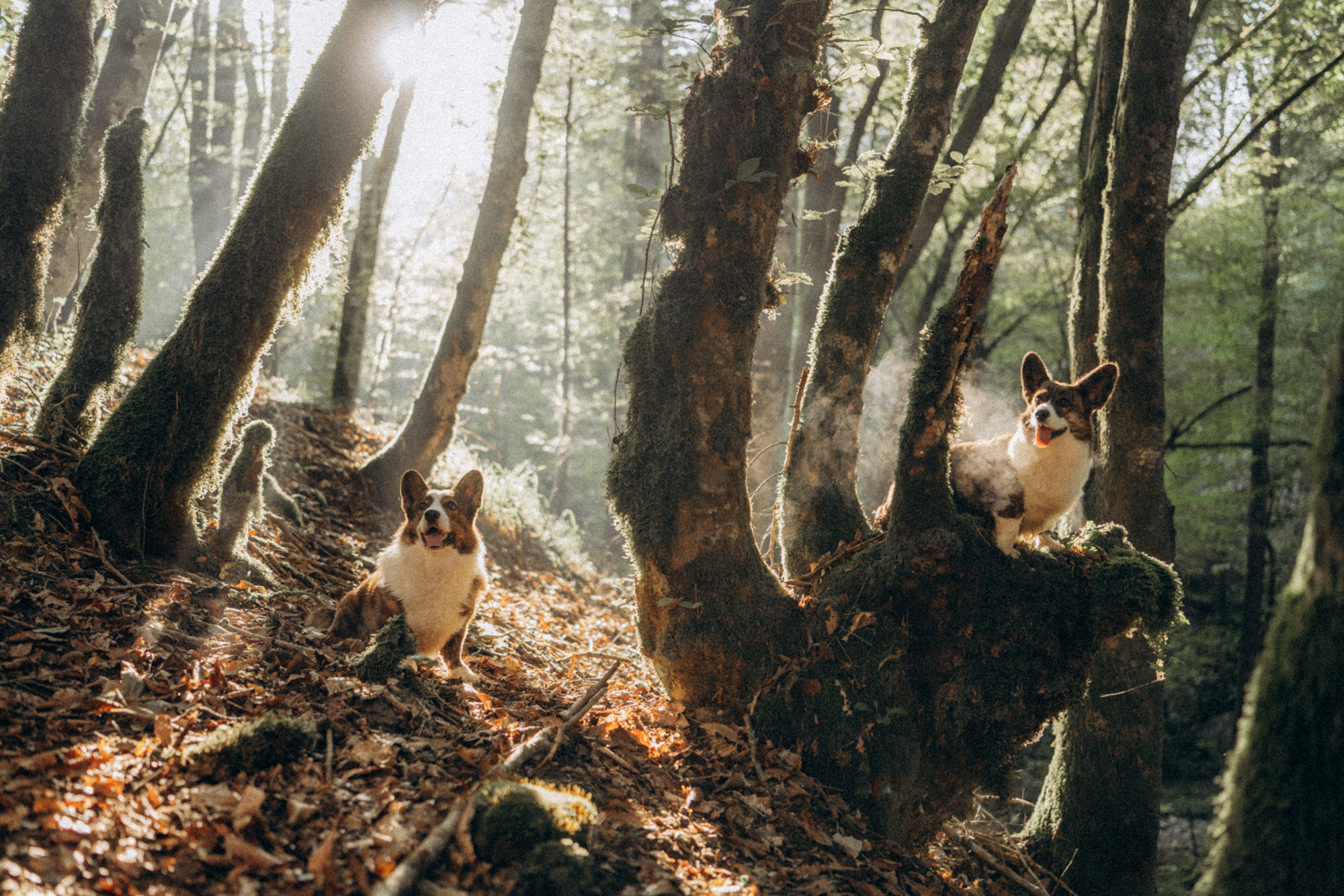 Влада и Коржики. Фотограф анималист в Москве и Санкт-Петербурге Свиридова Анна