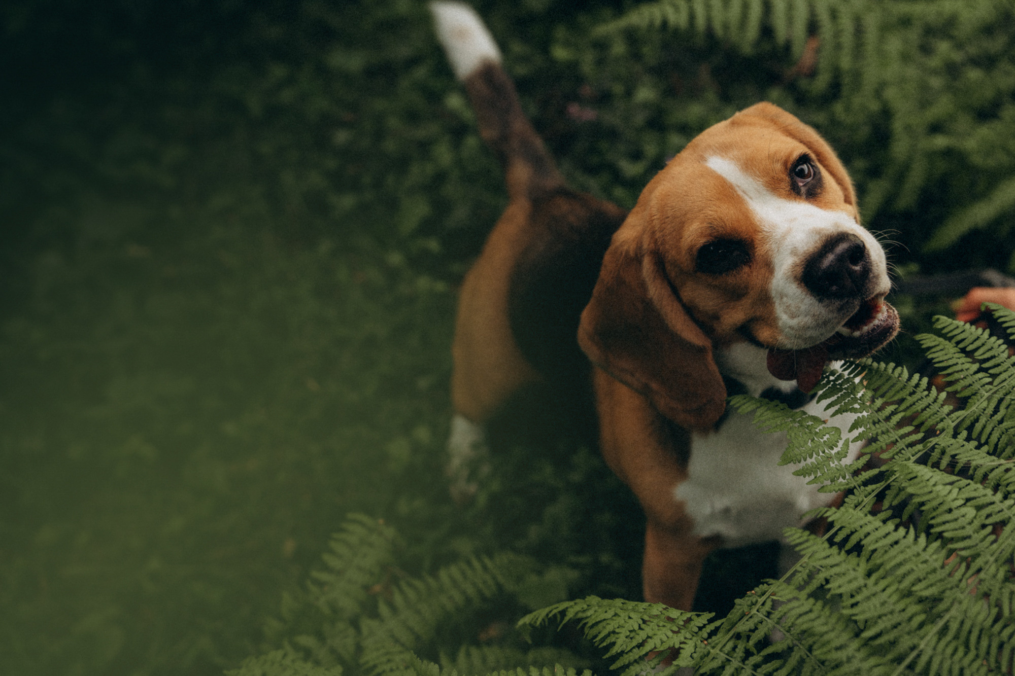 Женя и Мира. Фотограф анималист в Москве и Санкт-Петербурге Свиридова Анна