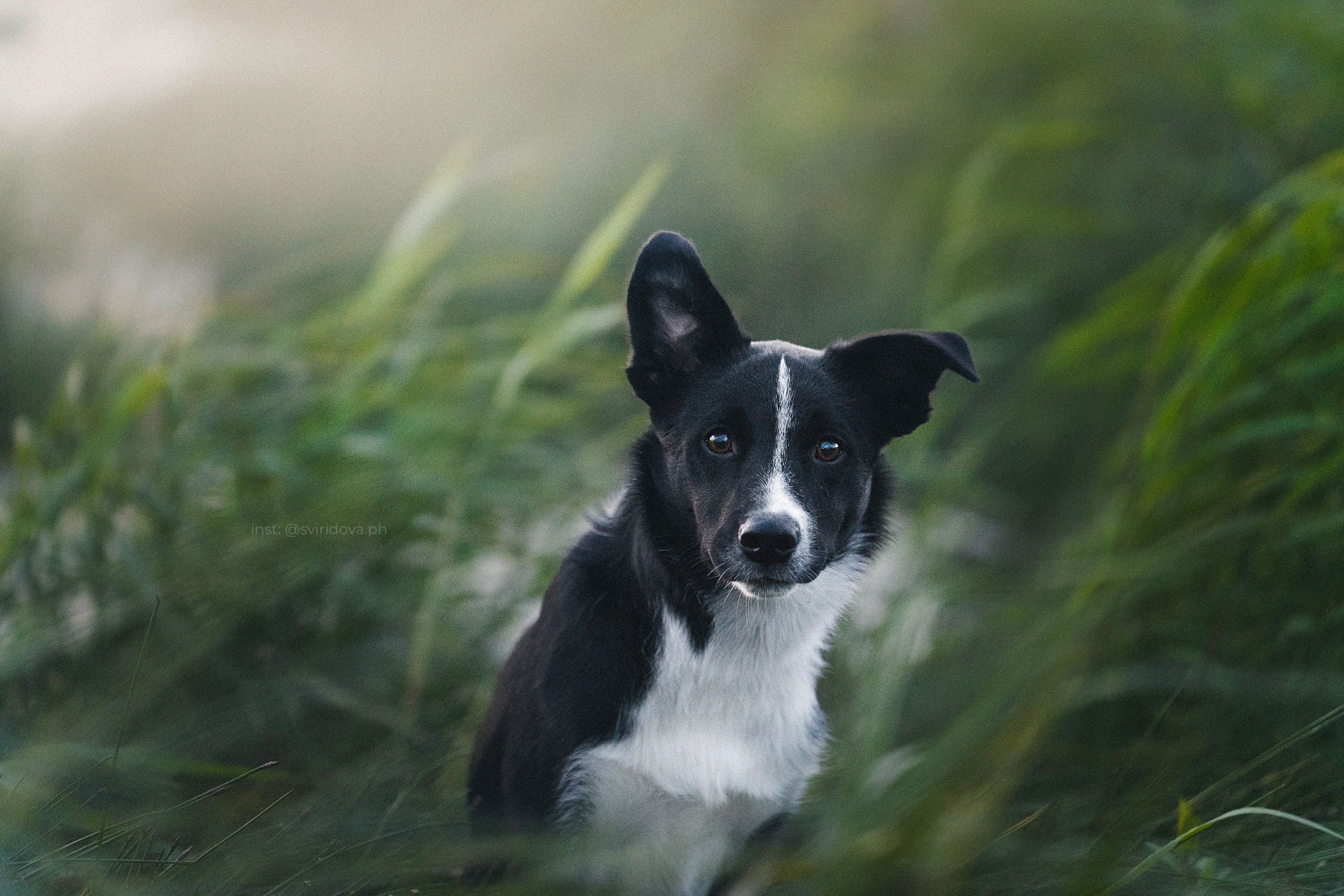 Янки, Румпель, Лось, Токи, Мако. Фотограф анималист в Москве и Санкт-Петербурге Свиридова Анна