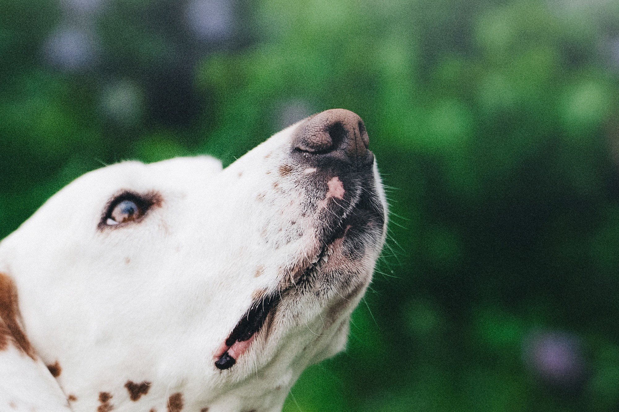 Полина, Борис, Луна и Эль. Фотограф анималист в Москве и Санкт-Петербурге Свиридова Анна