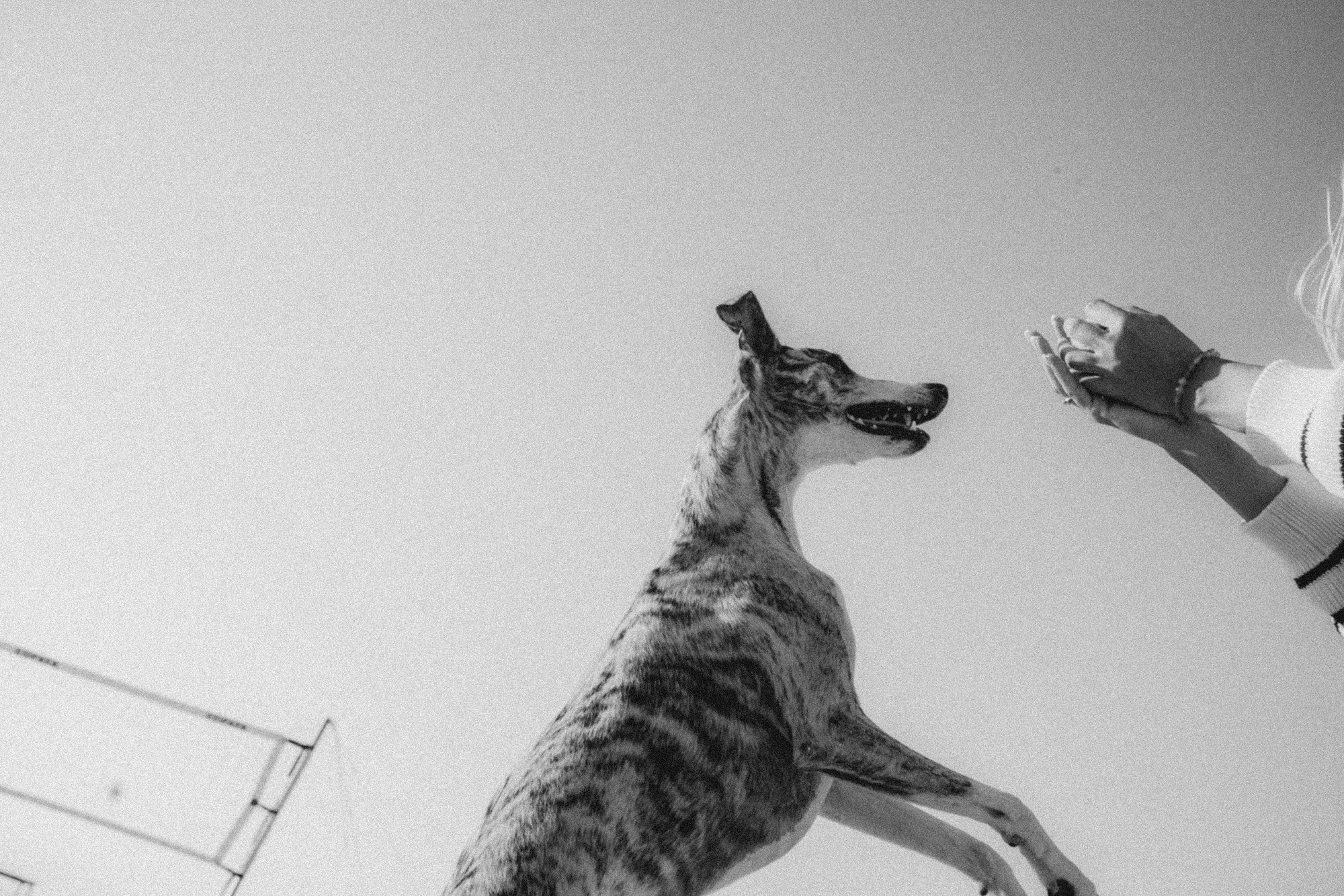 Аня и Джованни. Фотограф анималист в Москве и Санкт-Петербурге Свиридова Анна