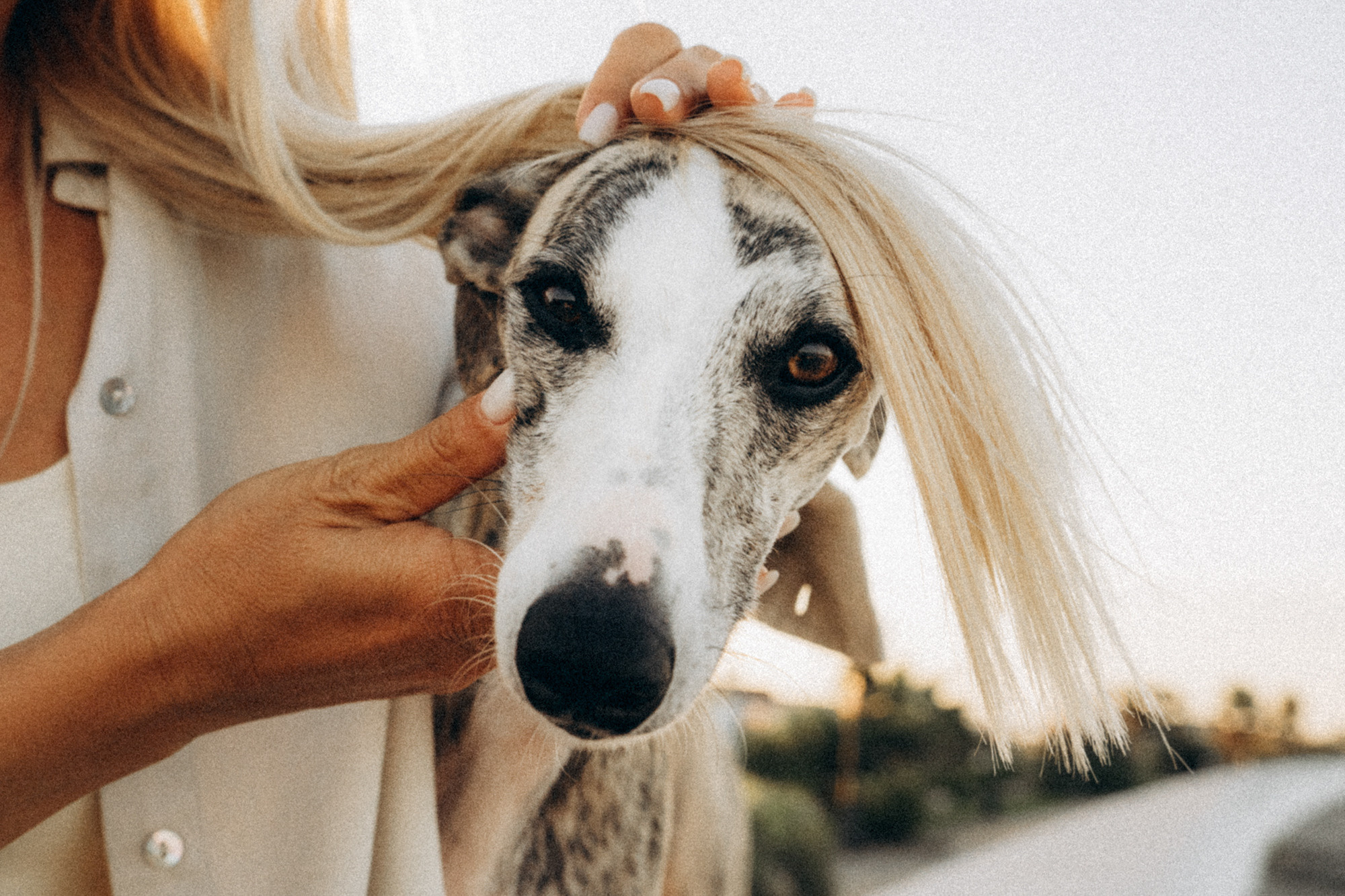 Аня и Джованни. Фотограф анималист в Москве и Санкт-Петербурге Свиридова Анна