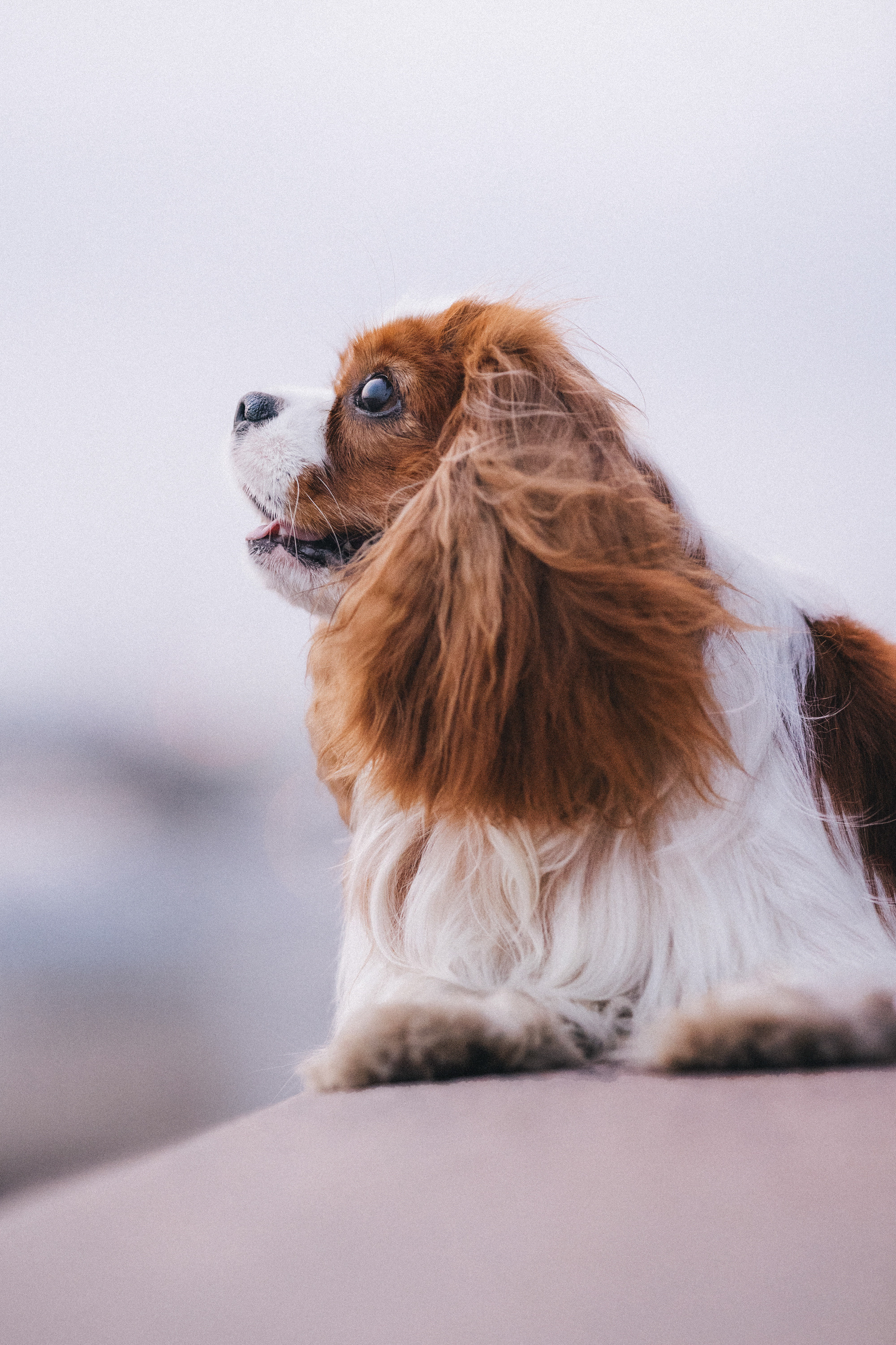 Таня и Лео. Фотограф анималист в Москве и Санкт-Петербурге Свиридова Анна