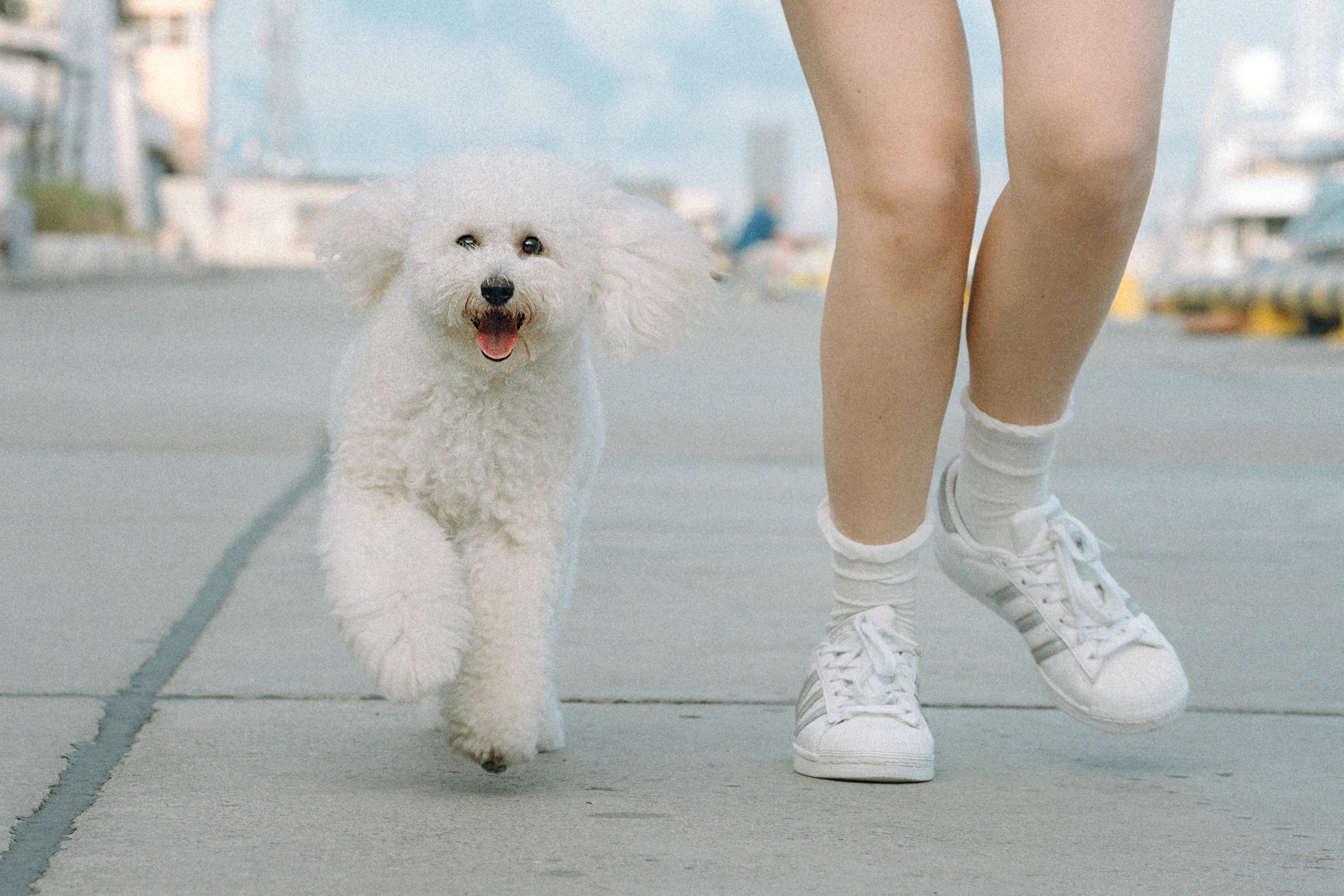 Ангелина и Варежка. Фотограф анималист в Москве и Санкт-Петербурге Свиридова Анна