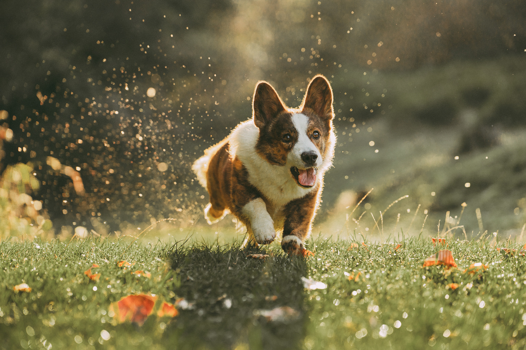 Влада и Коржики. Фотограф анималист в Москве и Санкт-Петербурге Свиридова Анна