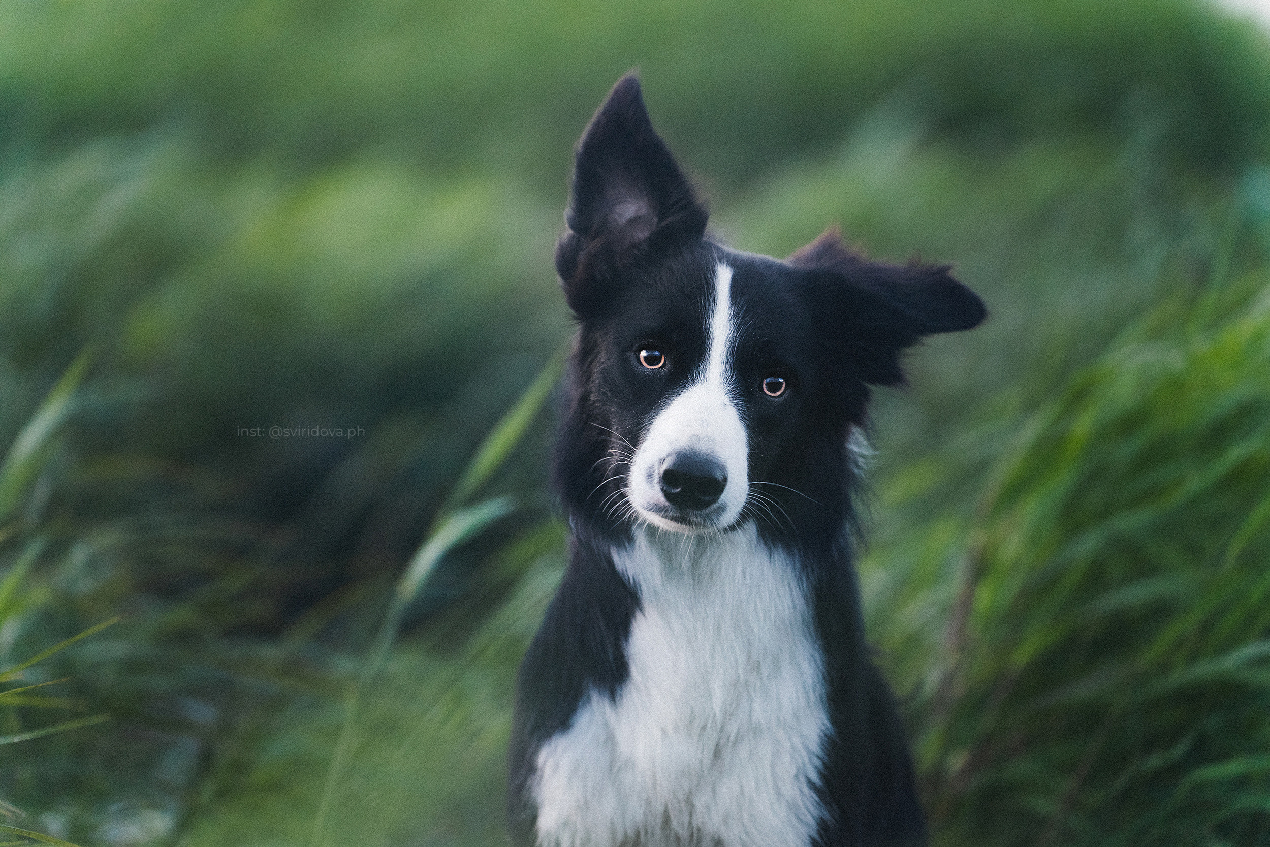 Янки, Румпель, Лось, Токи, Мако. Фотограф анималист в Москве и Санкт-Петербурге Свиридова Анна