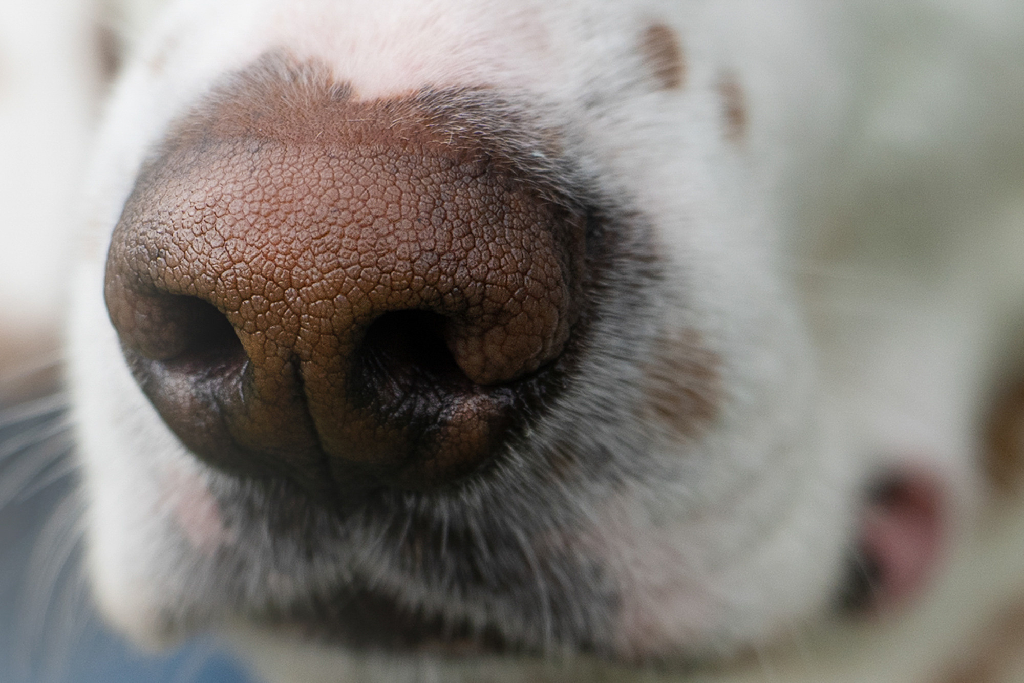 Полина, Борис, Луна и Эль. Фотограф анималист в Москве и Санкт-Петербурге Свиридова Анна