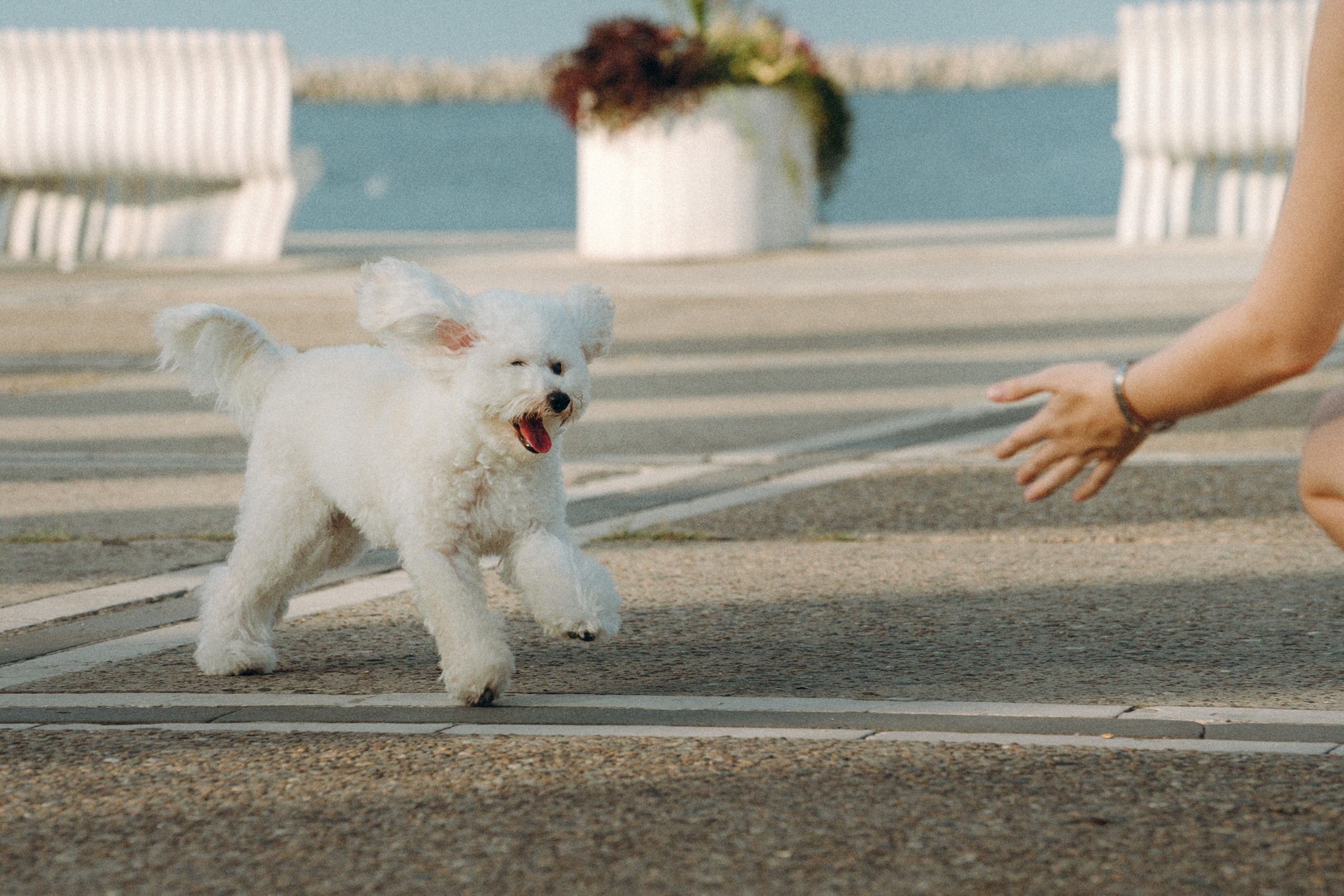 Ангелина и Варежка. Фотограф анималист в Москве и Санкт-Петербурге Свиридова Анна