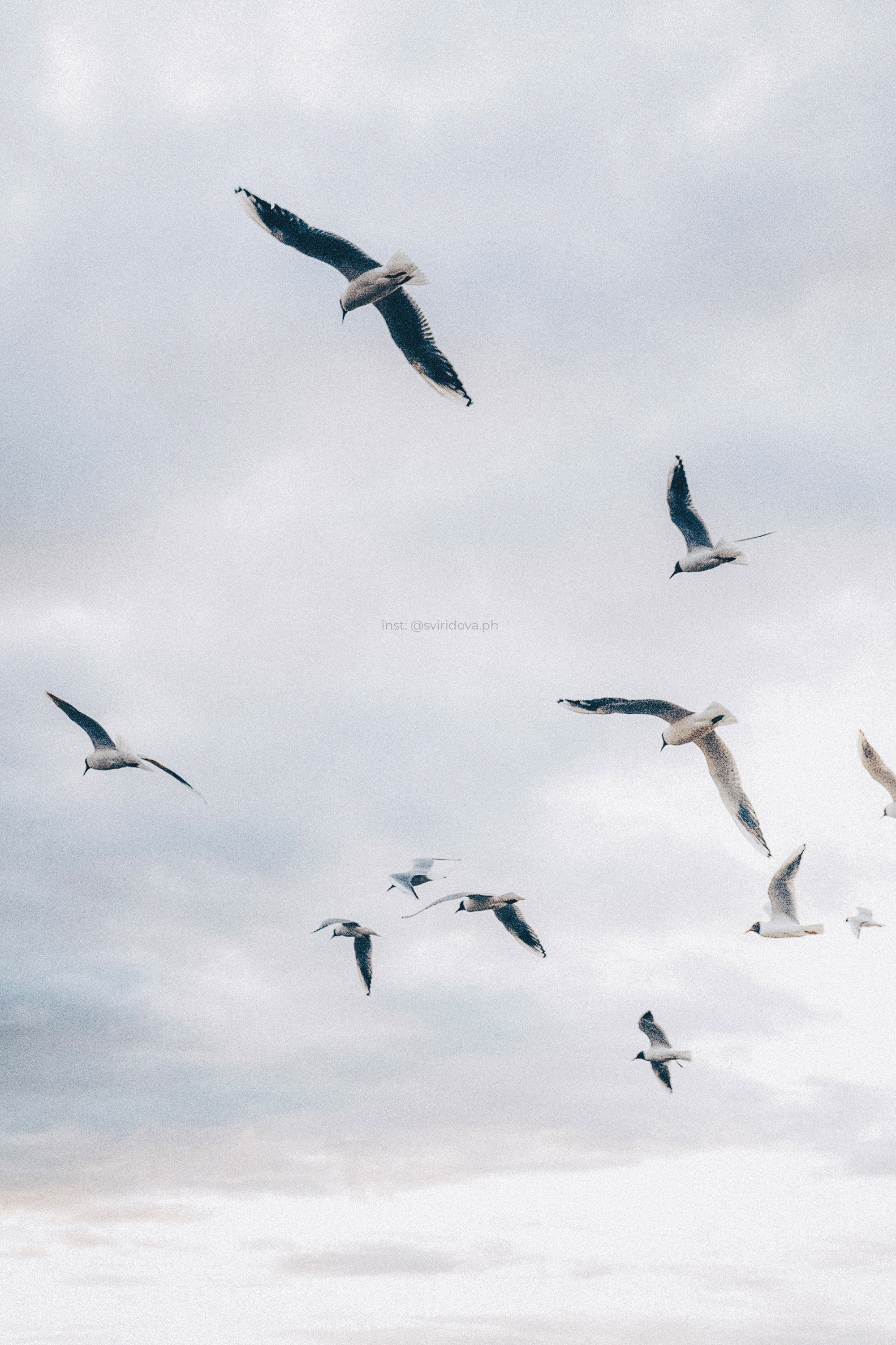 Катя, Илья, Лагерта. Фотограф анималист в Москве и Санкт-Петербурге Свиридова Анна