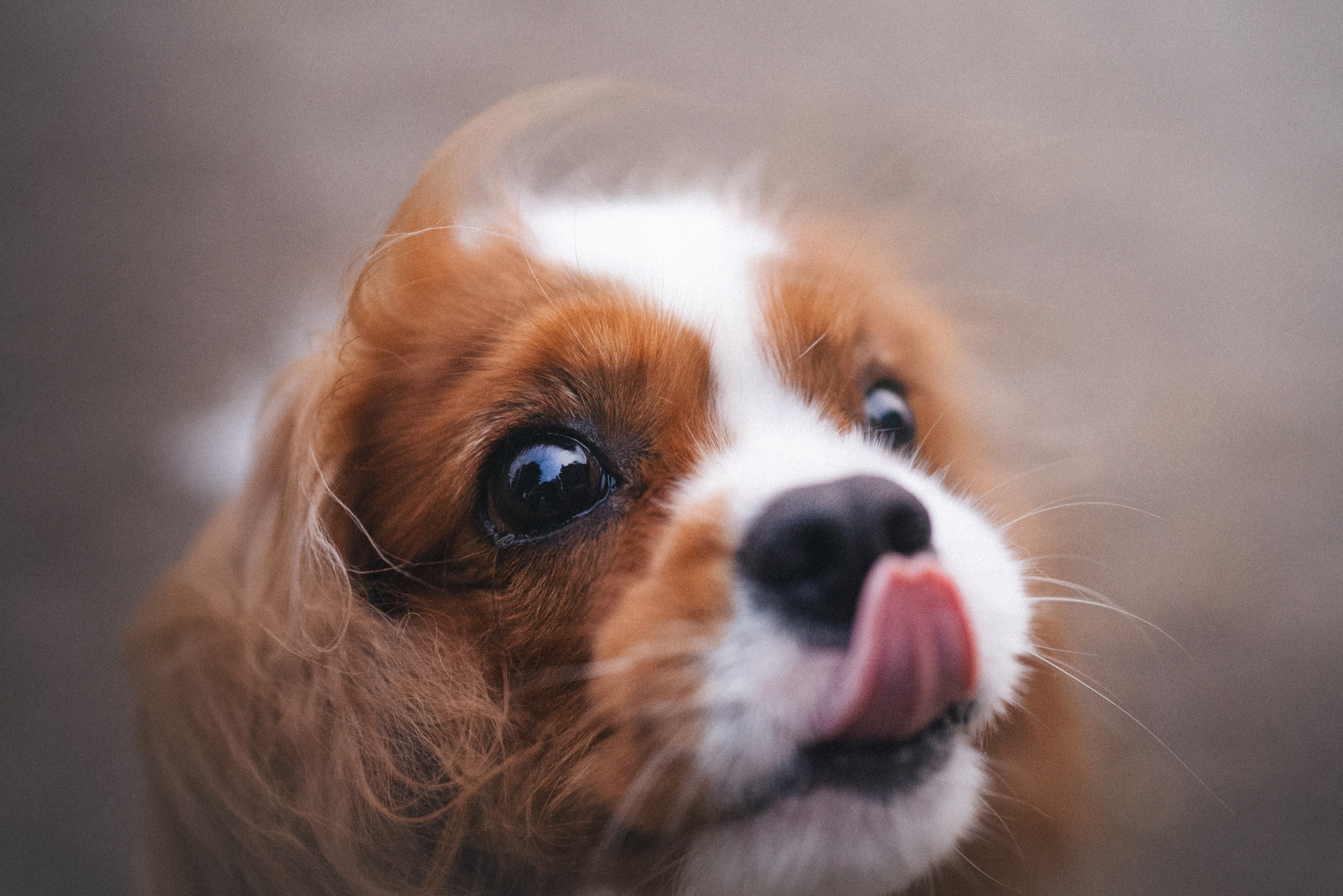 Таня и Лео. Фотограф анималист в Москве и Санкт-Петербурге Свиридова Анна