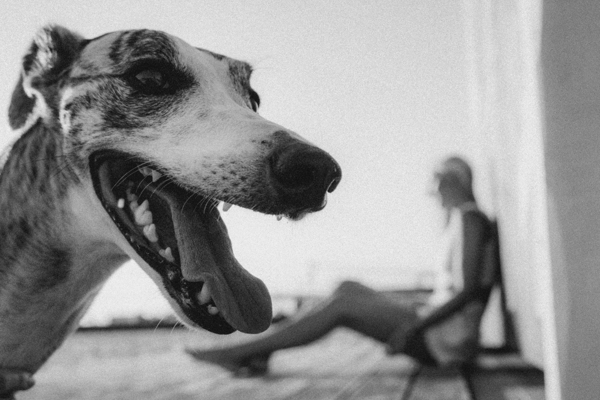 Аня и Джованни. Фотограф анималист в Москве и Санкт-Петербурге Свиридова Анна
