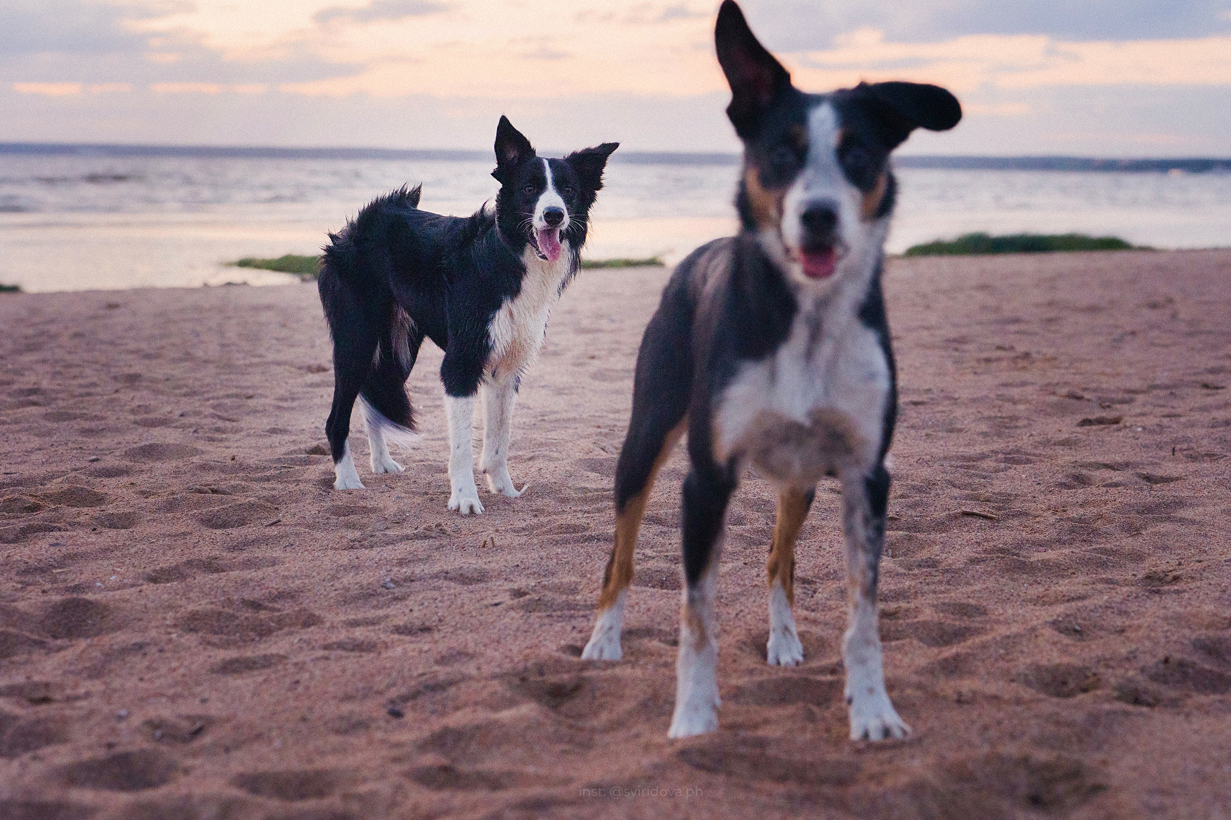 Янки, Румпель, Лось, Токи, Мако. Фотограф анималист в Москве и Санкт-Петербурге Свиридова Анна