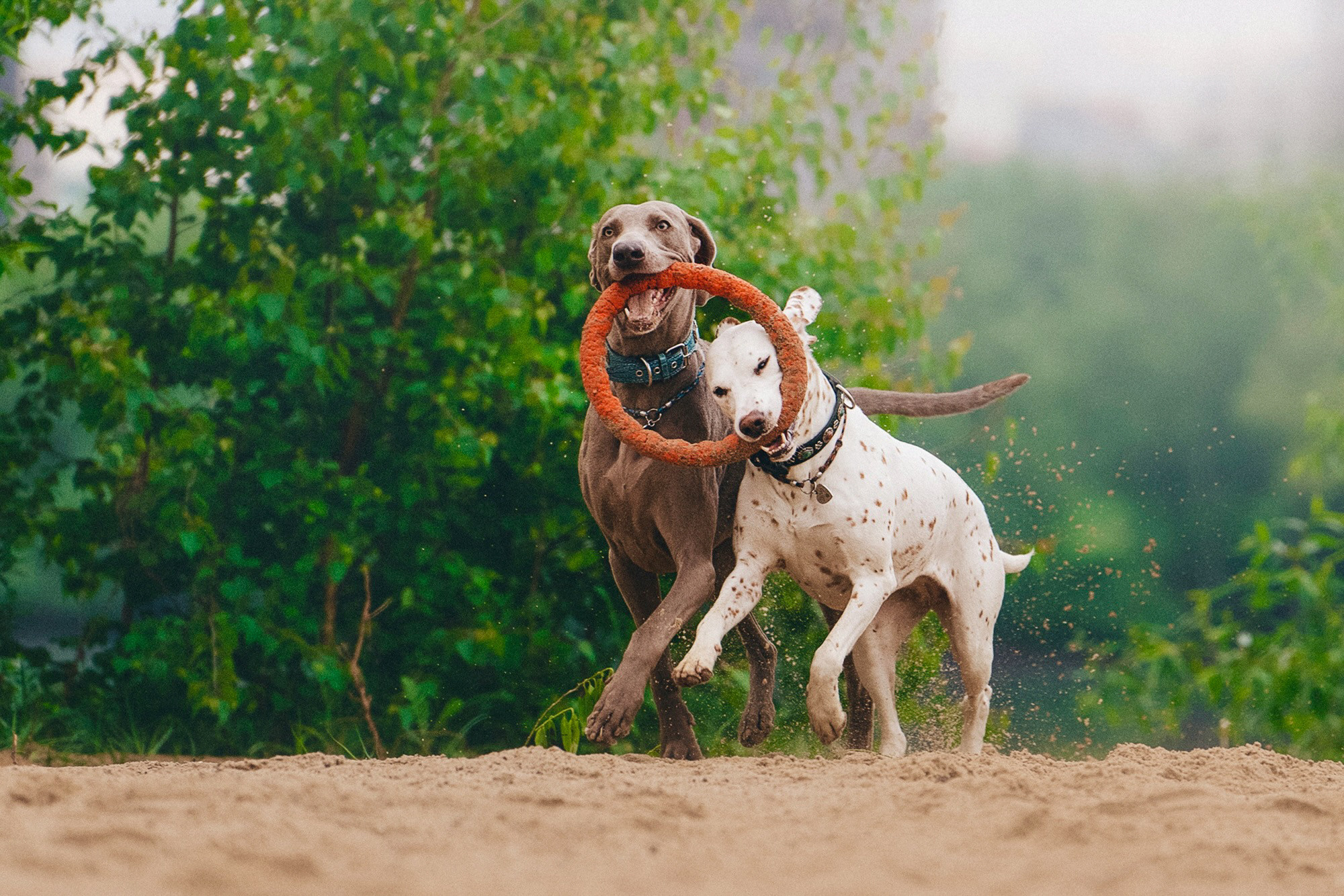Полина, Борис, Луна и Эль. Фотограф анималист в Москве и Санкт-Петербурге Свиридова Анна