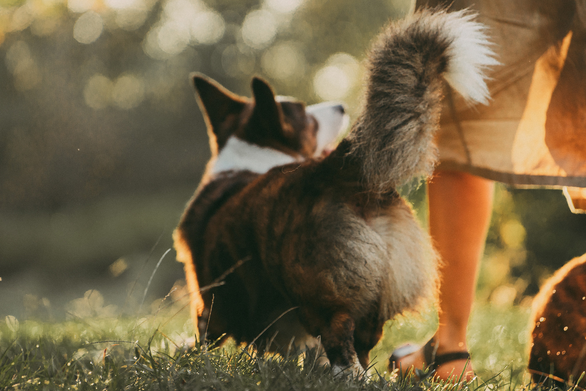 Влада и Коржики. Фотограф анималист в Москве и Санкт-Петербурге Свиридова Анна