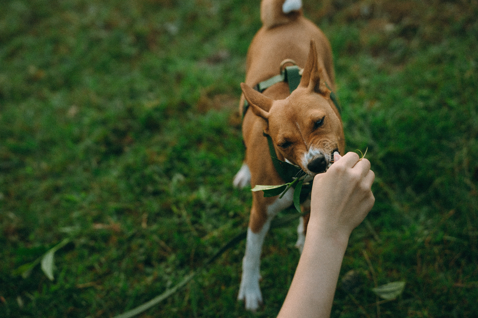 Арина и Рики. Фотограф анималист в Москве и Санкт-Петербурге Свиридова Анна