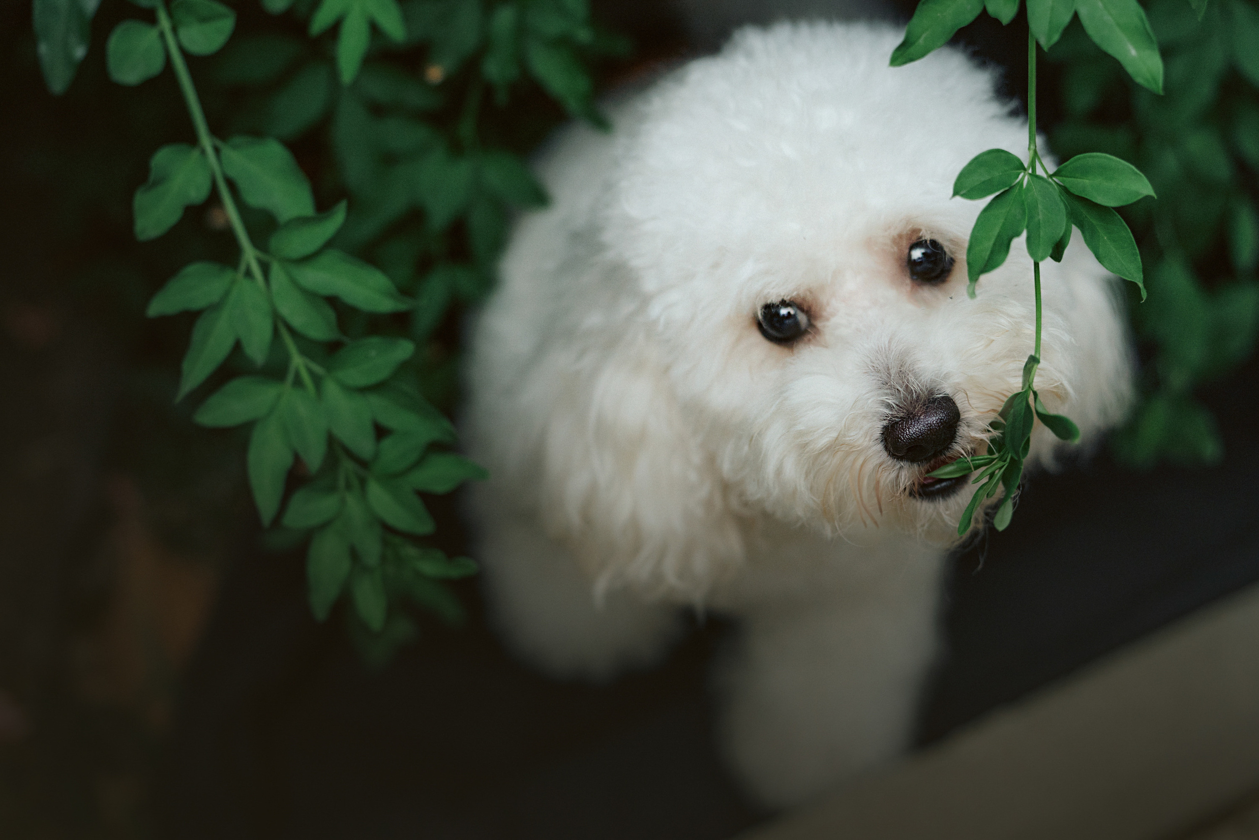 Ангелина и Варежка. Фотограф анималист в Москве и Санкт-Петербурге Свиридова Анна