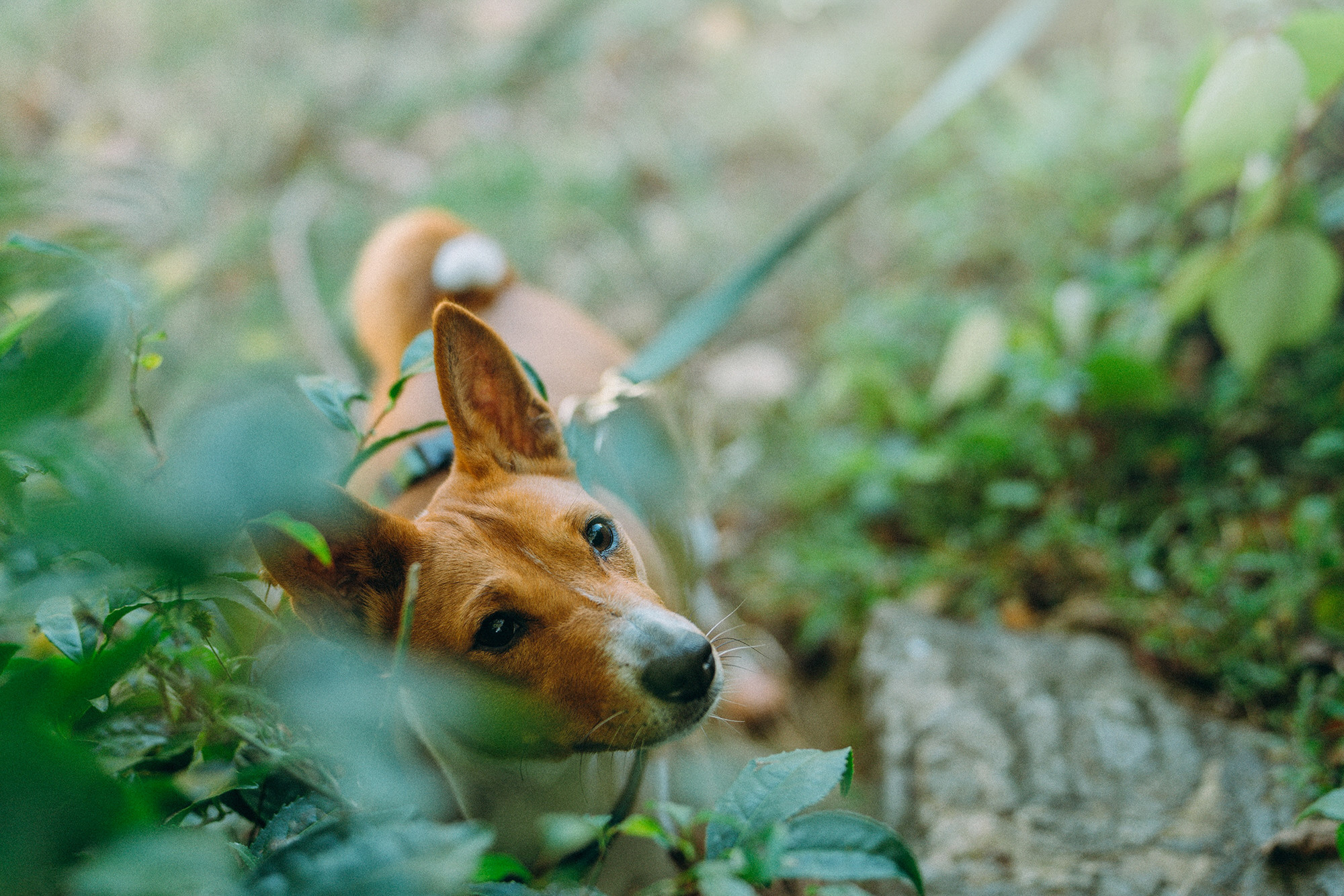 Арина и Рики. Фотограф анималист в Москве и Санкт-Петербурге Свиридова Анна