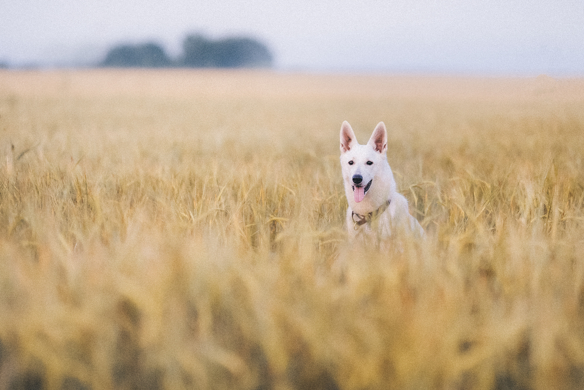 Лиза и Юста. Фотограф анималист в Москве и Санкт-Петербурге Свиридова Анна
