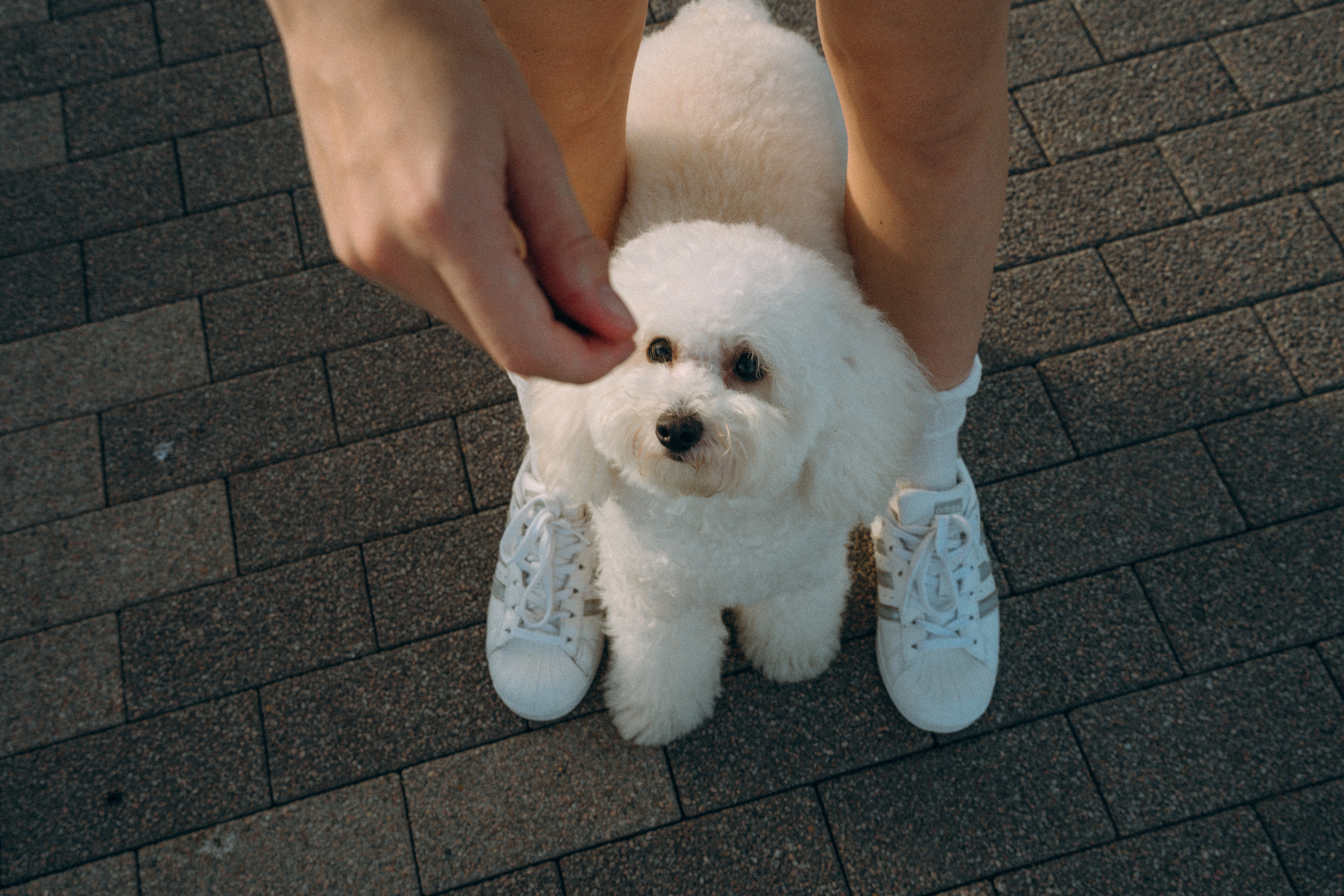 Ангелина и Варежка. Фотограф анималист в Москве и Санкт-Петербурге Свиридова Анна