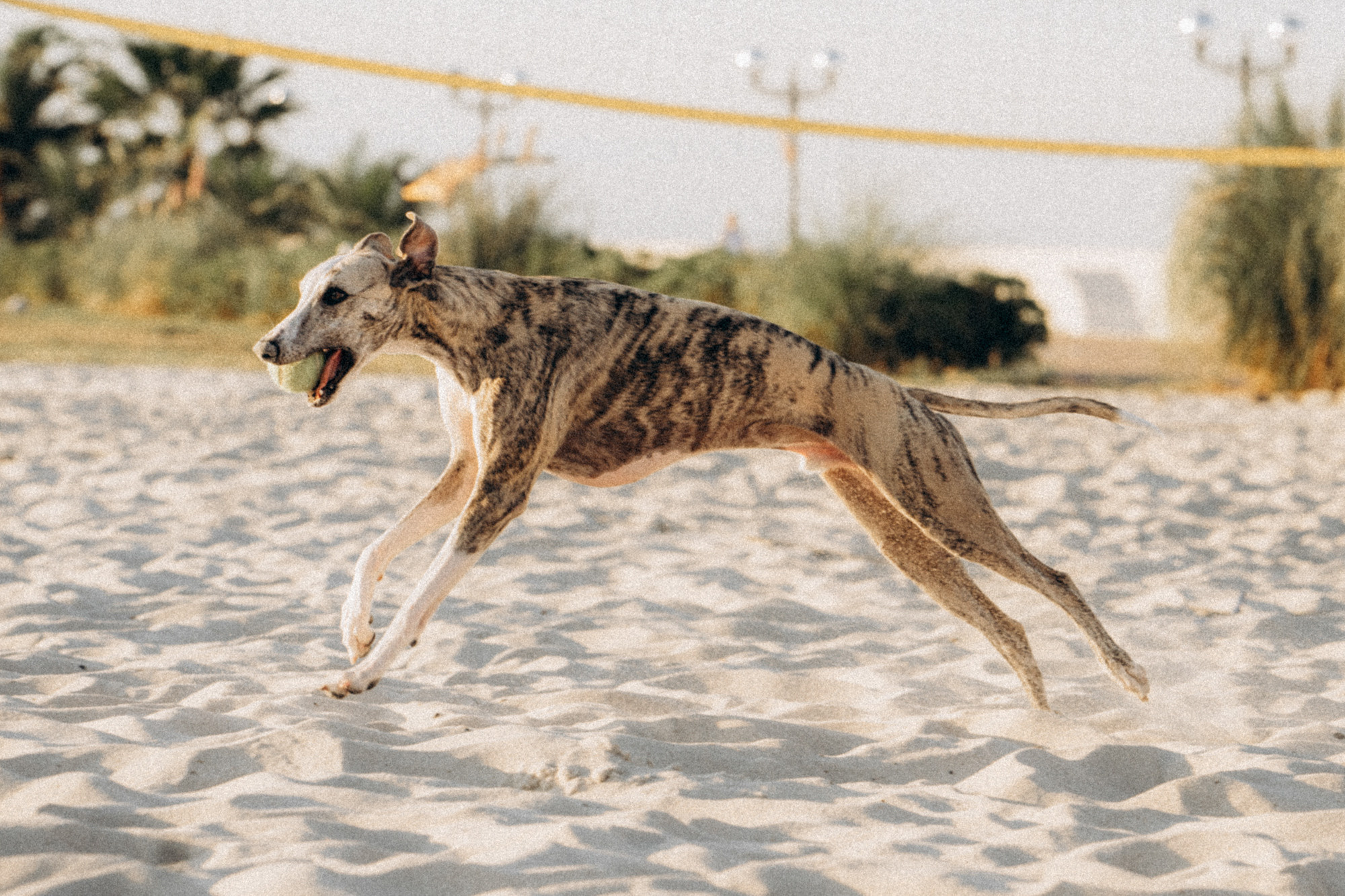 Аня и Джованни. Фотограф анималист в Москве и Санкт-Петербурге Свиридова Анна