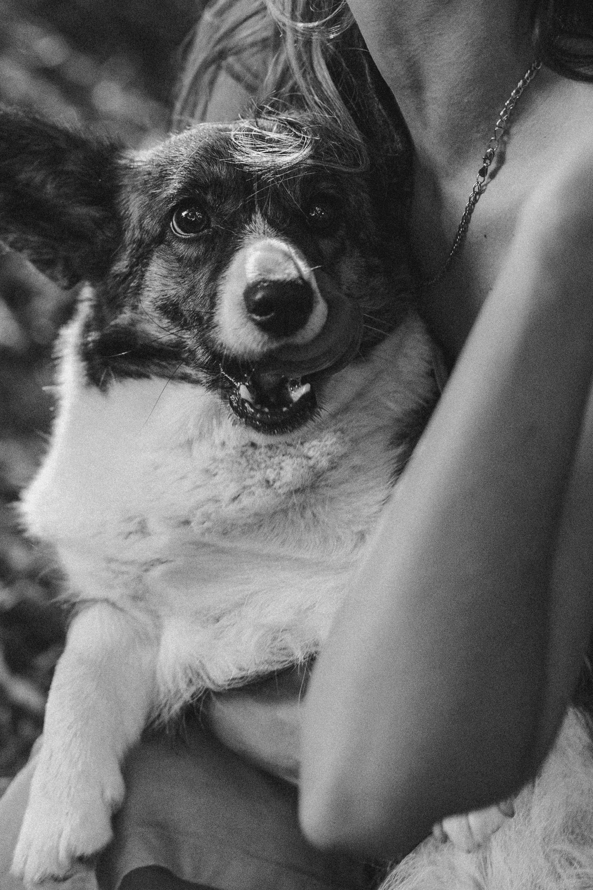 Влада и Коржики. Фотограф анималист в Москве и Санкт-Петербурге Свиридова Анна