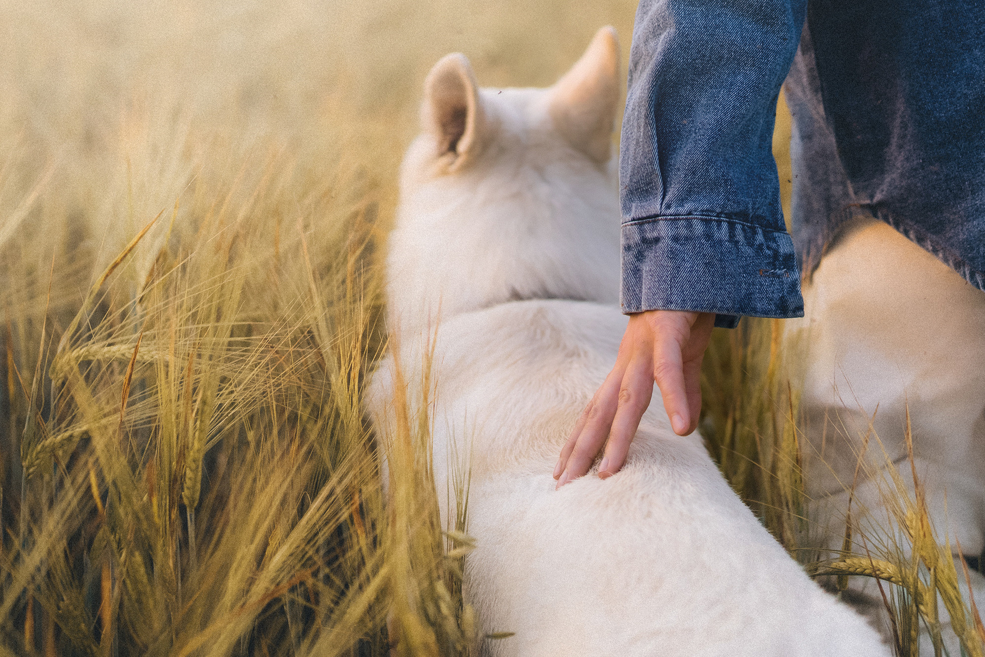 Лиза и Юста. Фотограф анималист в Москве и Санкт-Петербурге Свиридова Анна