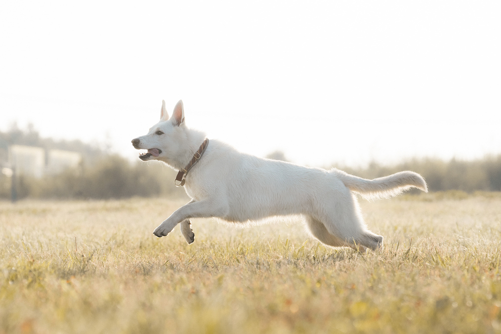 Лиза и Юста. Фотограф анималист в Москве и Санкт-Петербурге Свиридова Анна
