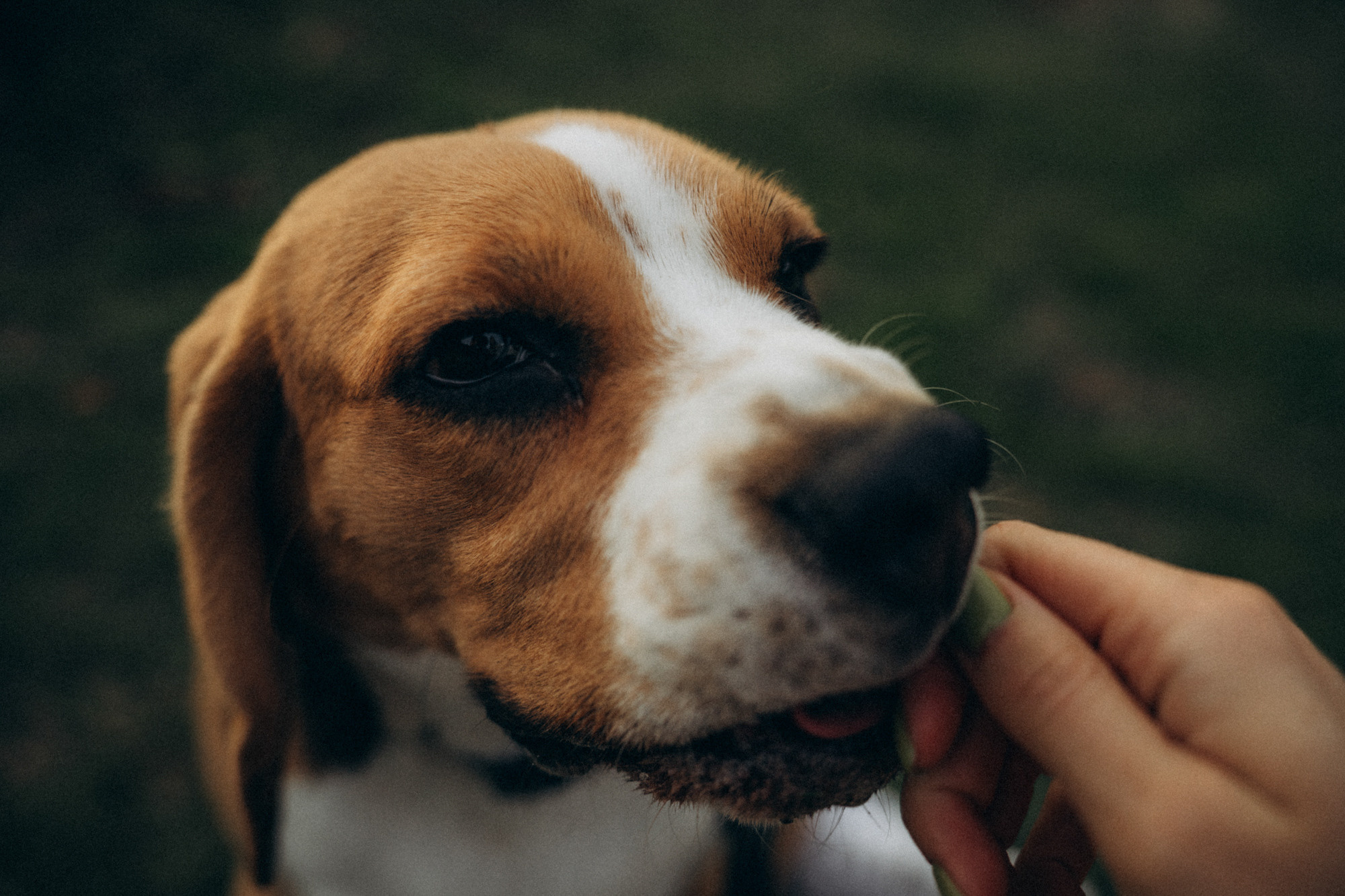 Женя и Мира. Фотограф анималист в Москве и Санкт-Петербурге Свиридова Анна