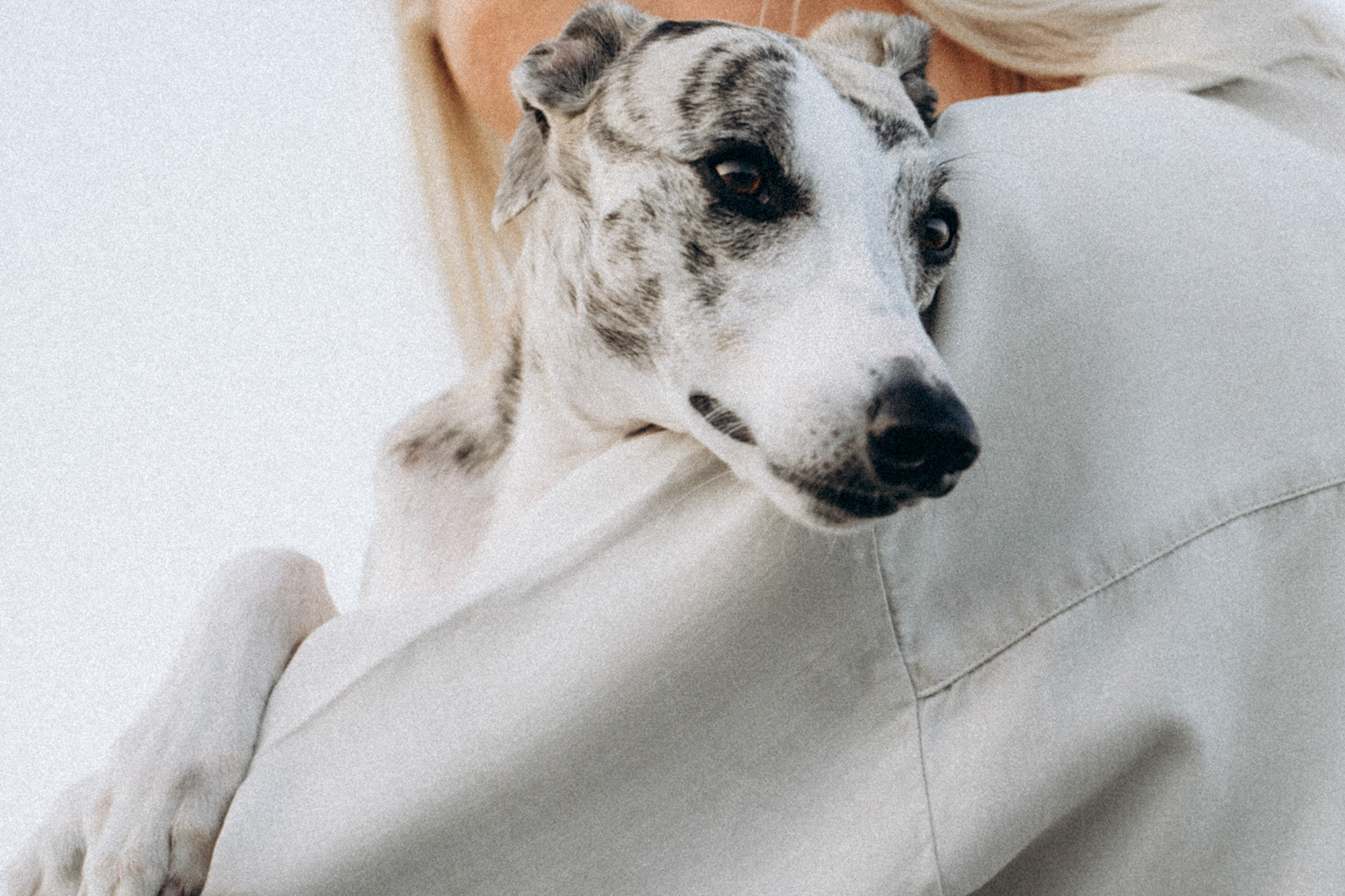 Аня и Джованни. Фотограф анималист в Москве и Санкт-Петербурге Свиридова Анна