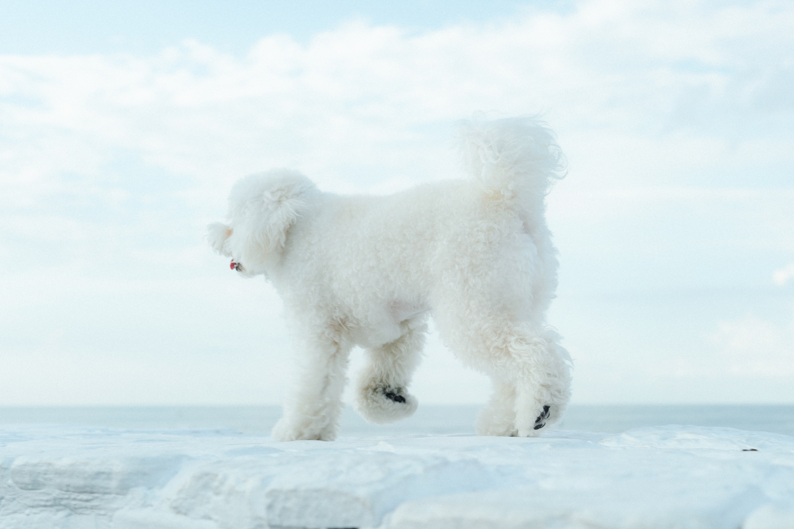 Ангелина и Варежка. Фотограф анималист в Москве и Санкт-Петербурге Свиридова Анна