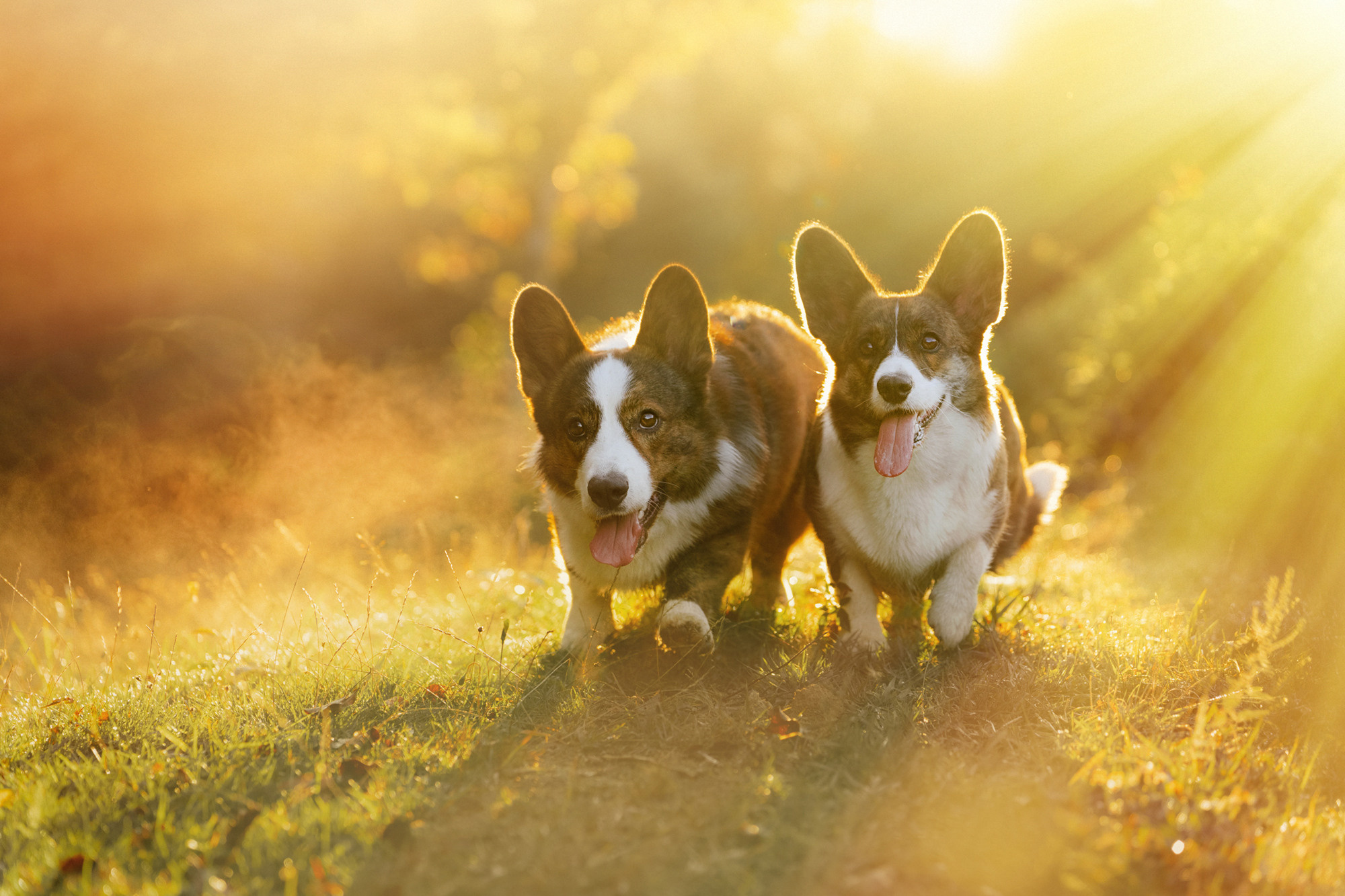 Влада и Коржики. Фотограф анималист в Москве и Санкт-Петербурге Свиридова Анна