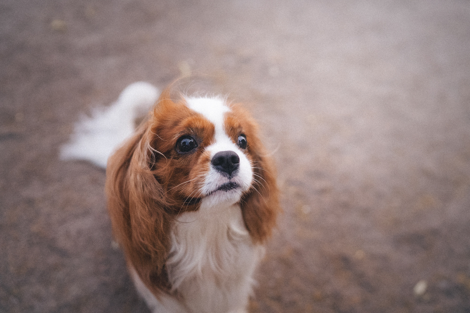 Таня и Лео. Фотограф анималист в Москве и Санкт-Петербурге Свиридова Анна