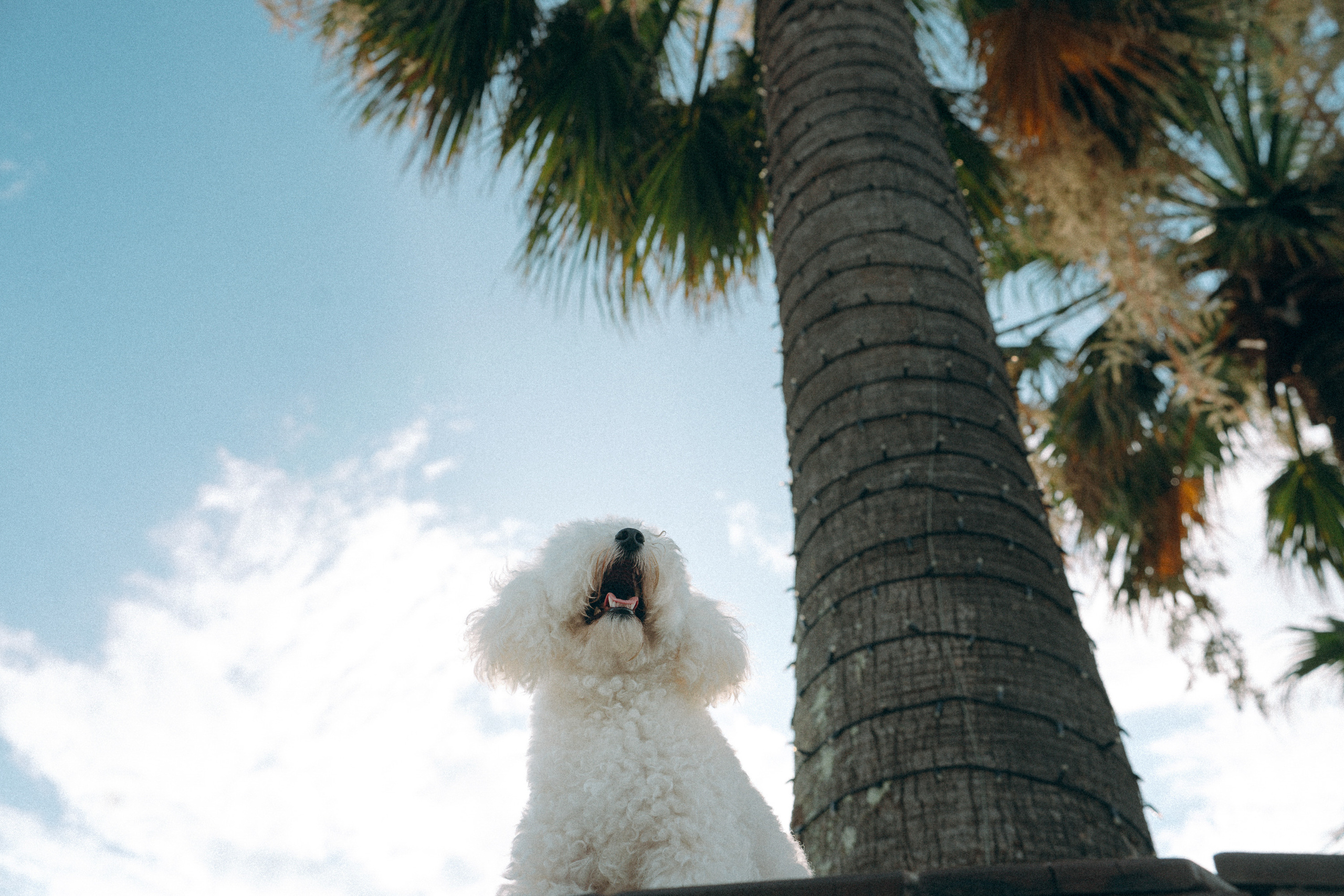 Ангелина и Варежка. Фотограф анималист в Москве и Санкт-Петербурге Свиридова Анна